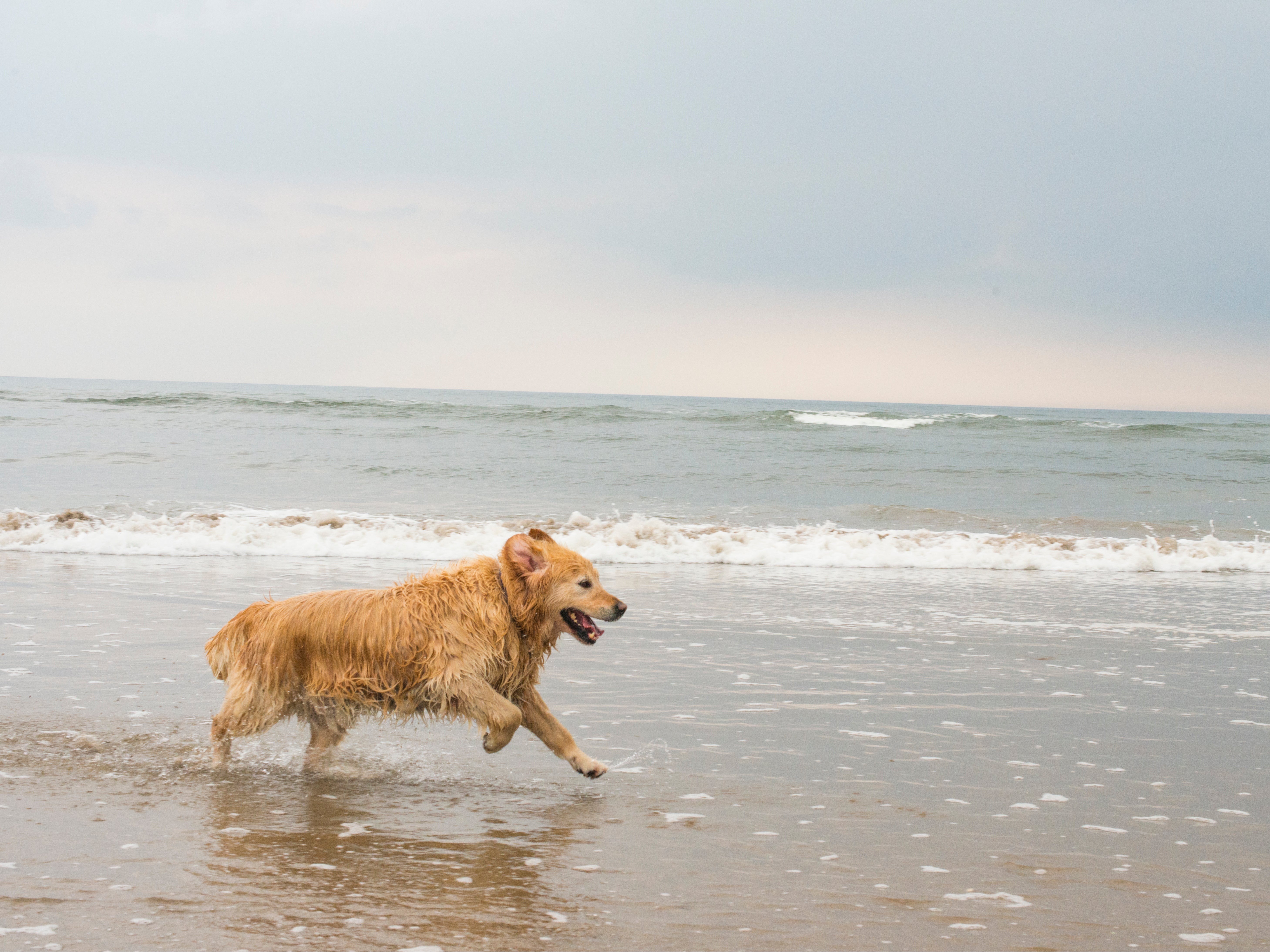 A veterinary nurse has warned dog walkers to avoid beaches on the northeast coastline amid hundreds of reports of pets falling ill