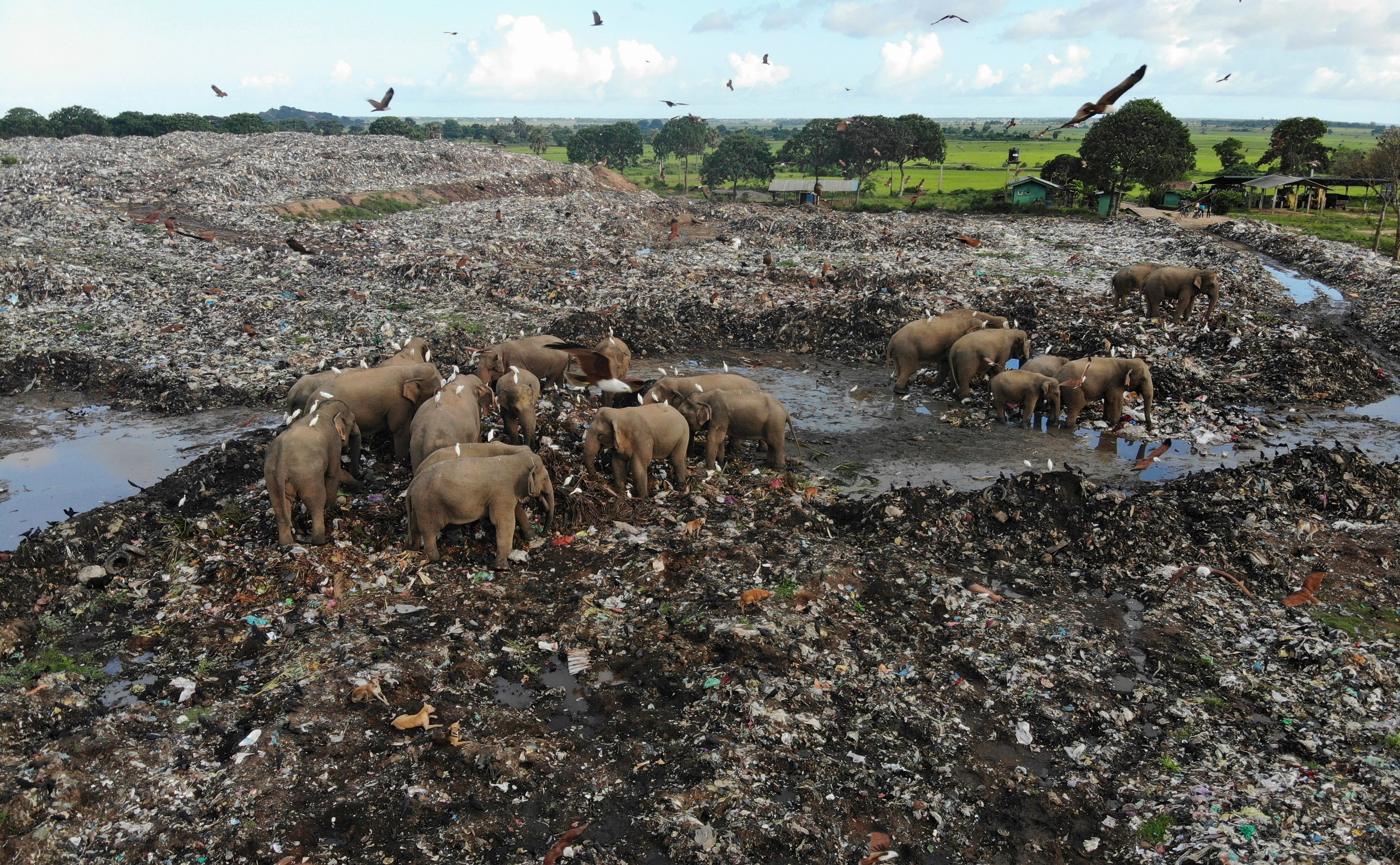 Sri Lanka Elephants