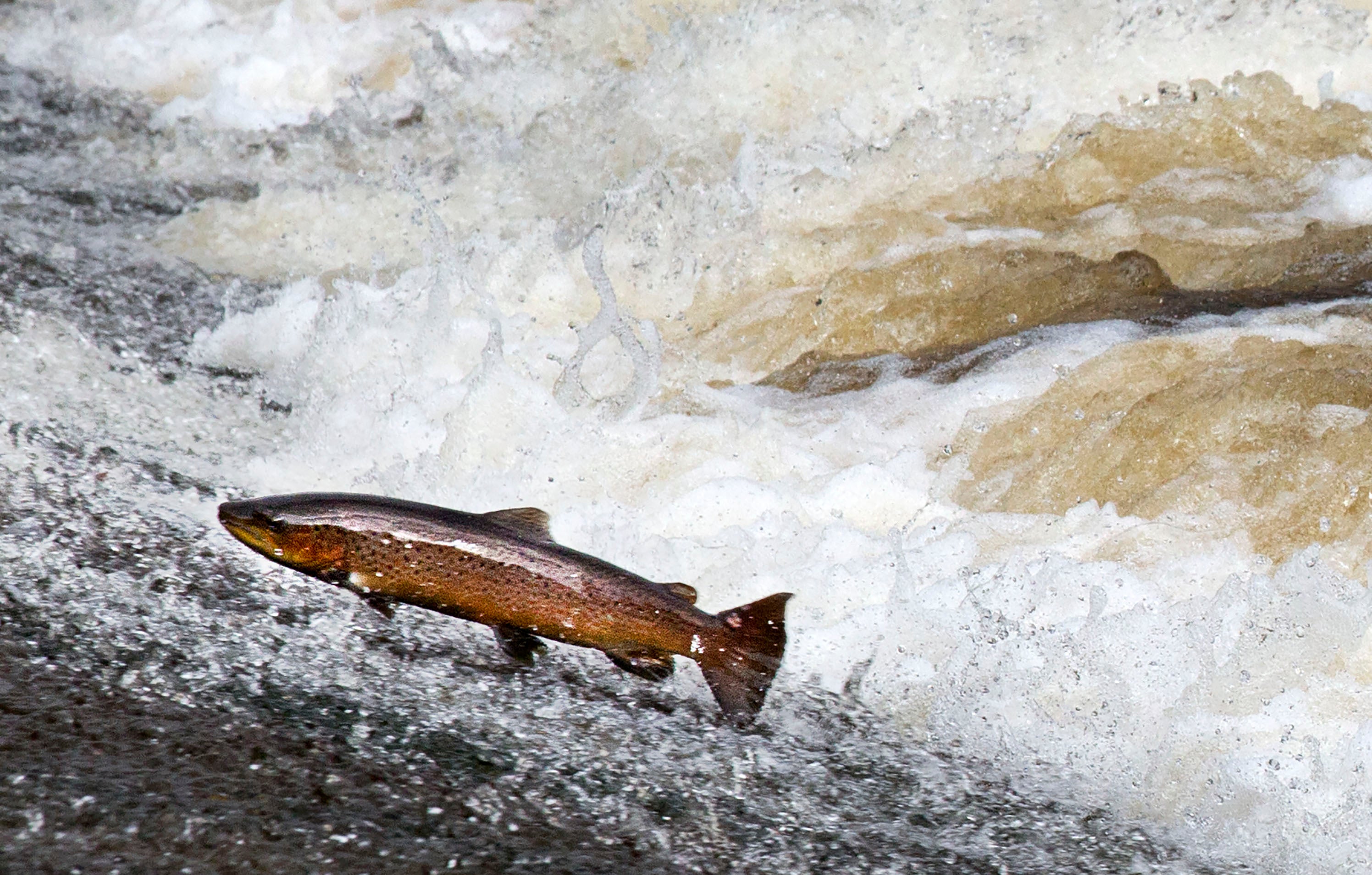 Salmon return to Scotland’s rivers and streams to spawn (David Cheskin/PA)