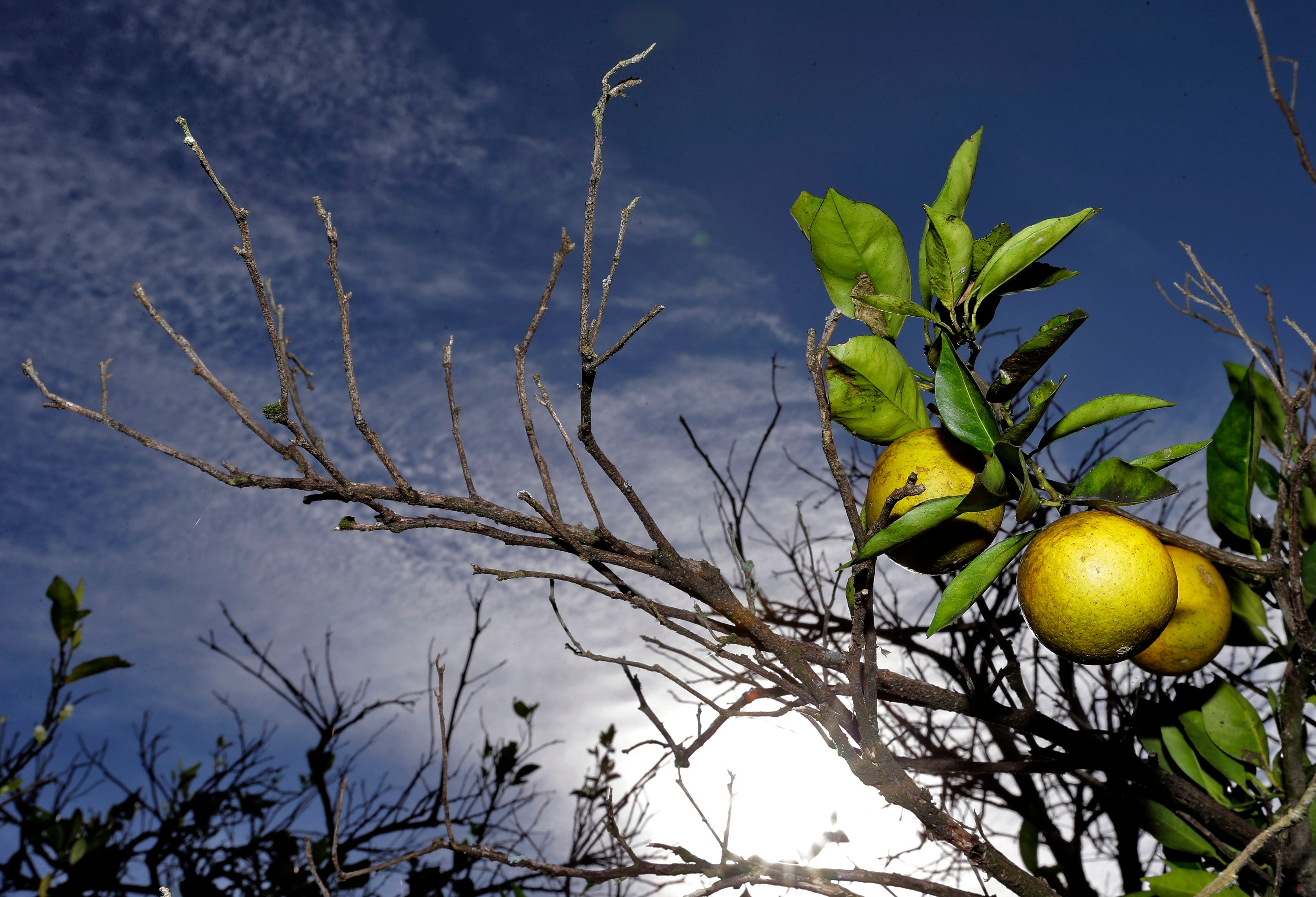 Citrus Canker