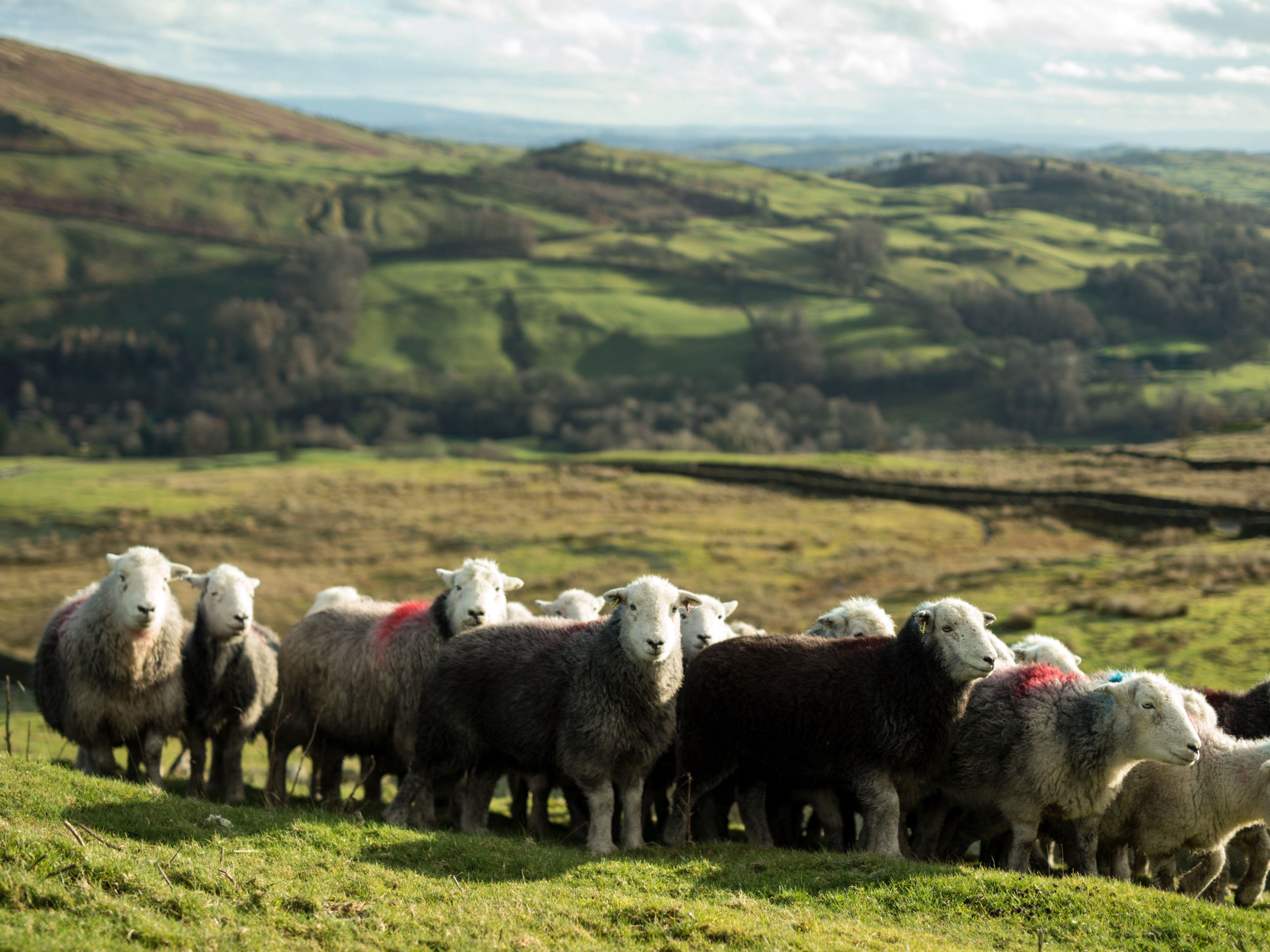 Managers of England’s national parks will work together under the scheme