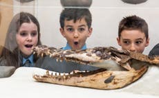 Crocodile found under school floorboards goes on display