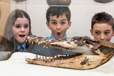 Crocodile found under school floorboards goes on display