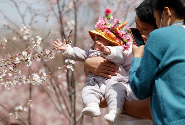 <p>A man holds a child for photos near a cherry blossom tree in Beijing</p>