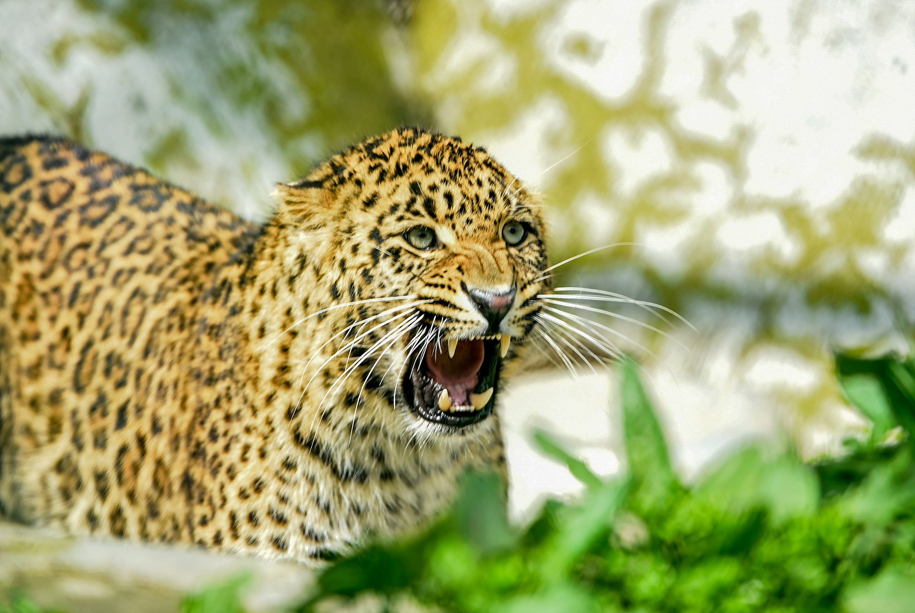 Representative image: Scientists suspect the cub was infected from people in a nearby village as leopards are less shy around human beings