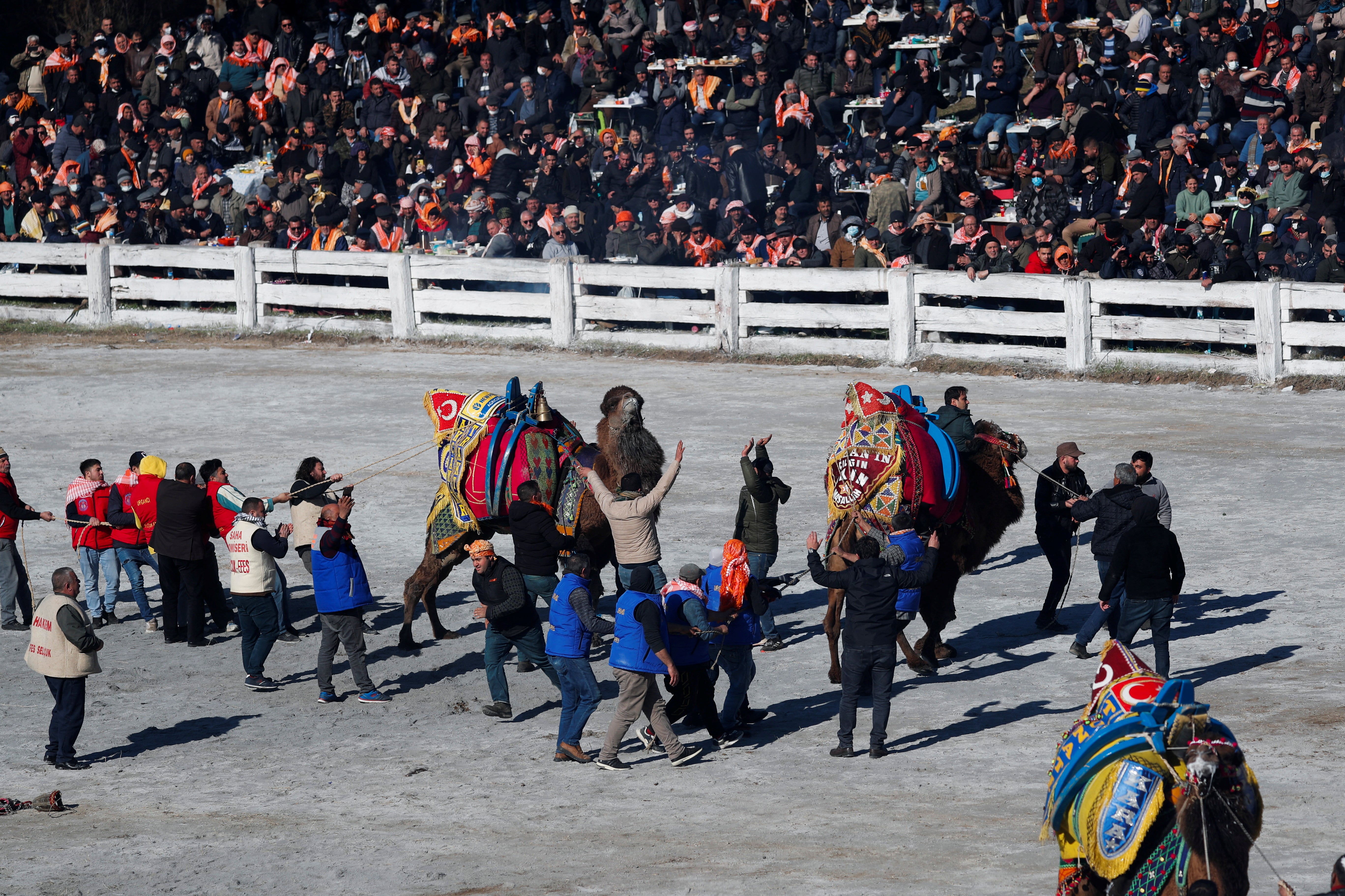 Owners and tether holders separate the animals after a wrestling camel is knocked down by its rival