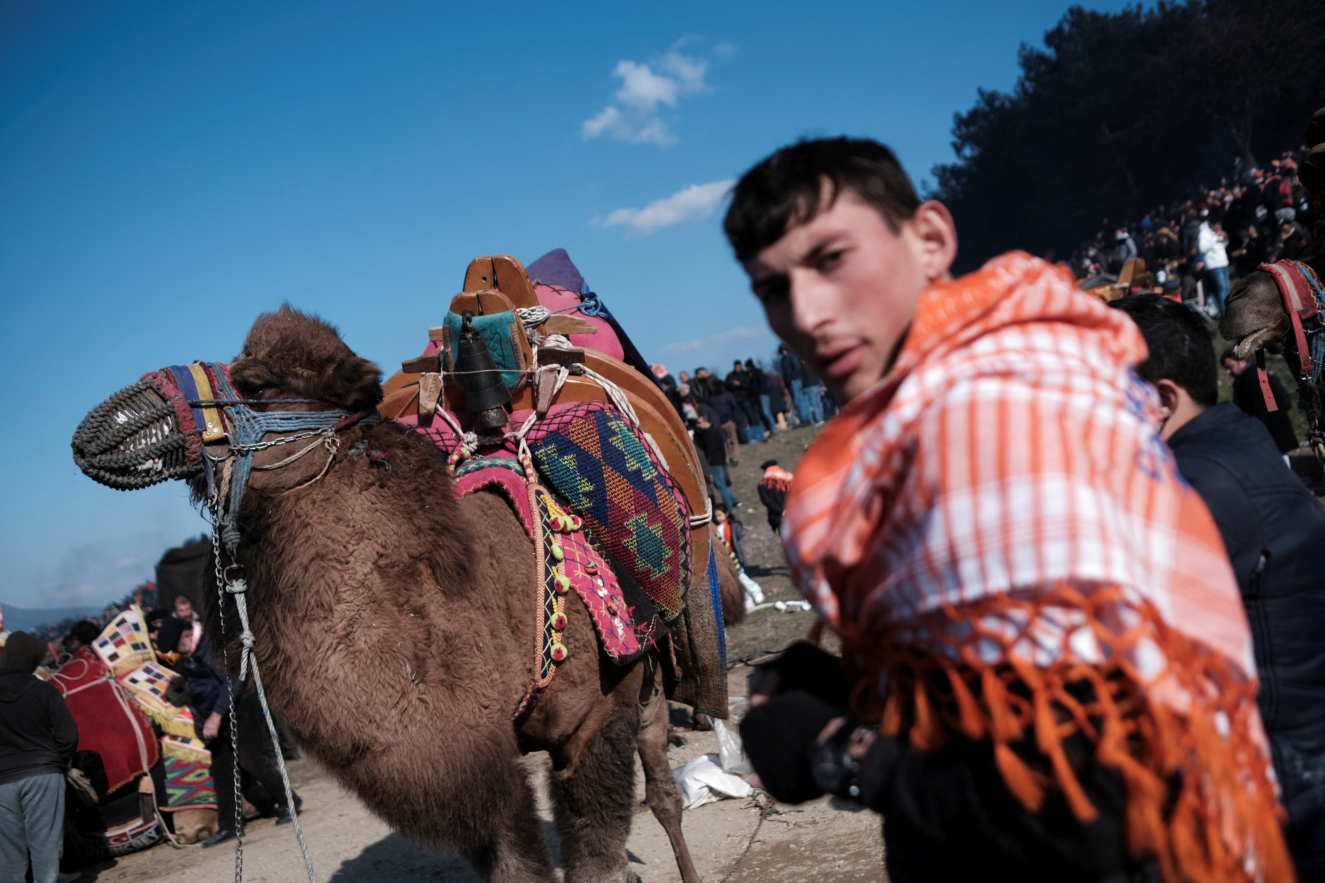 A wrestling camel waits for its turn at the 40th annual Selcuk Camel Wrestling Festival in Turkey