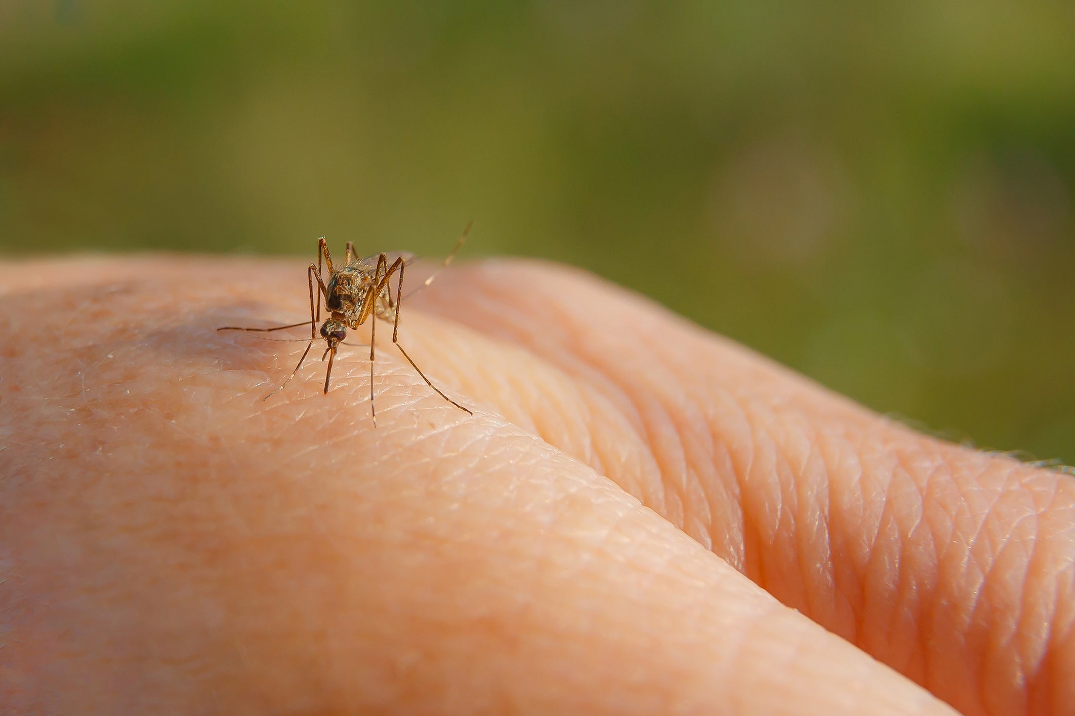 The ears of both sexes are near-deaf to each other’s flight sounds – to hear each other, they borrow a trick from physics