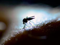 The sounds of mosquito mating rituals may help us fight malaria