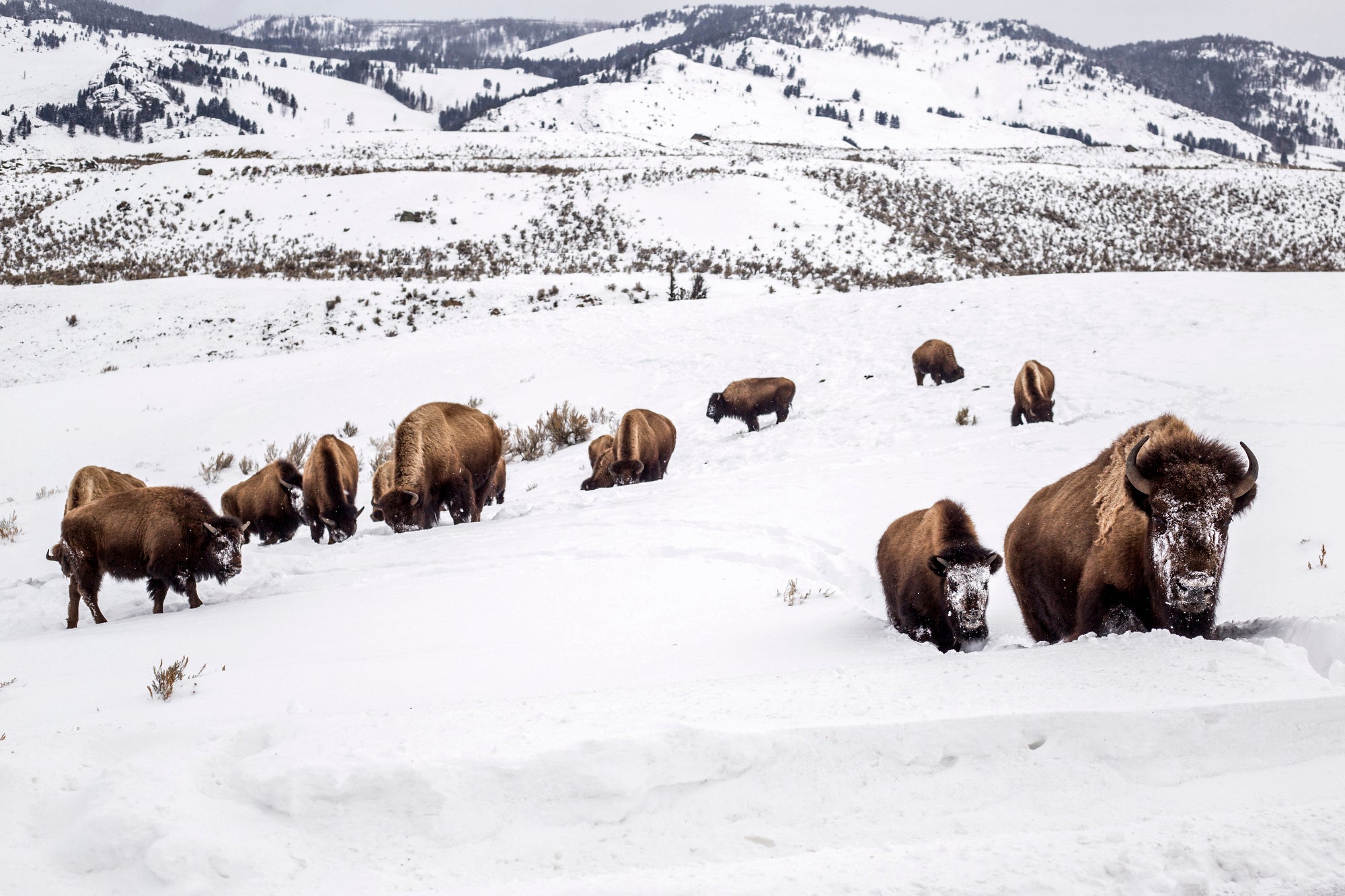 Yellowstone Bison