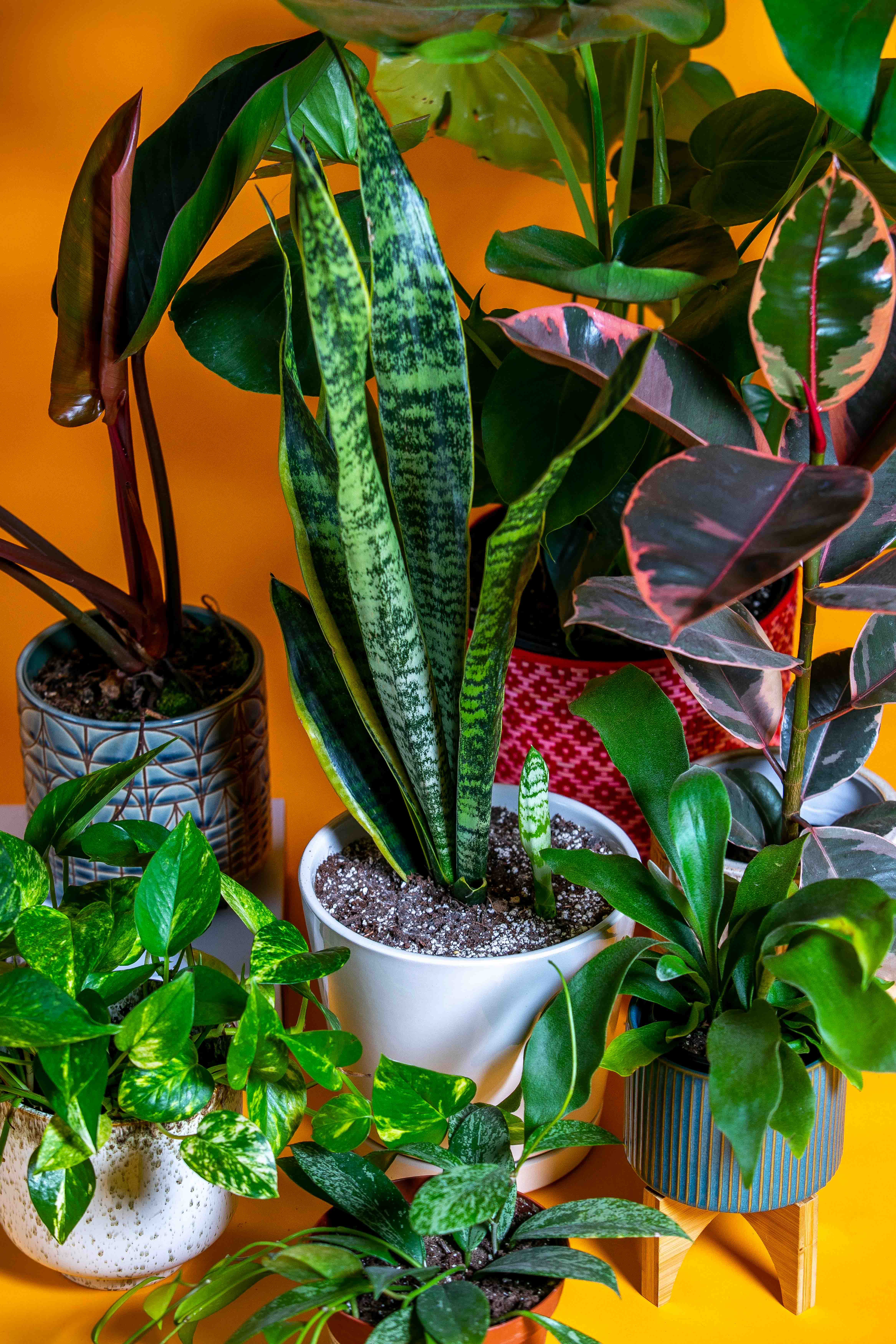 When moving, put small and medium plants together in a box and add newspaper or bubblewrap between them