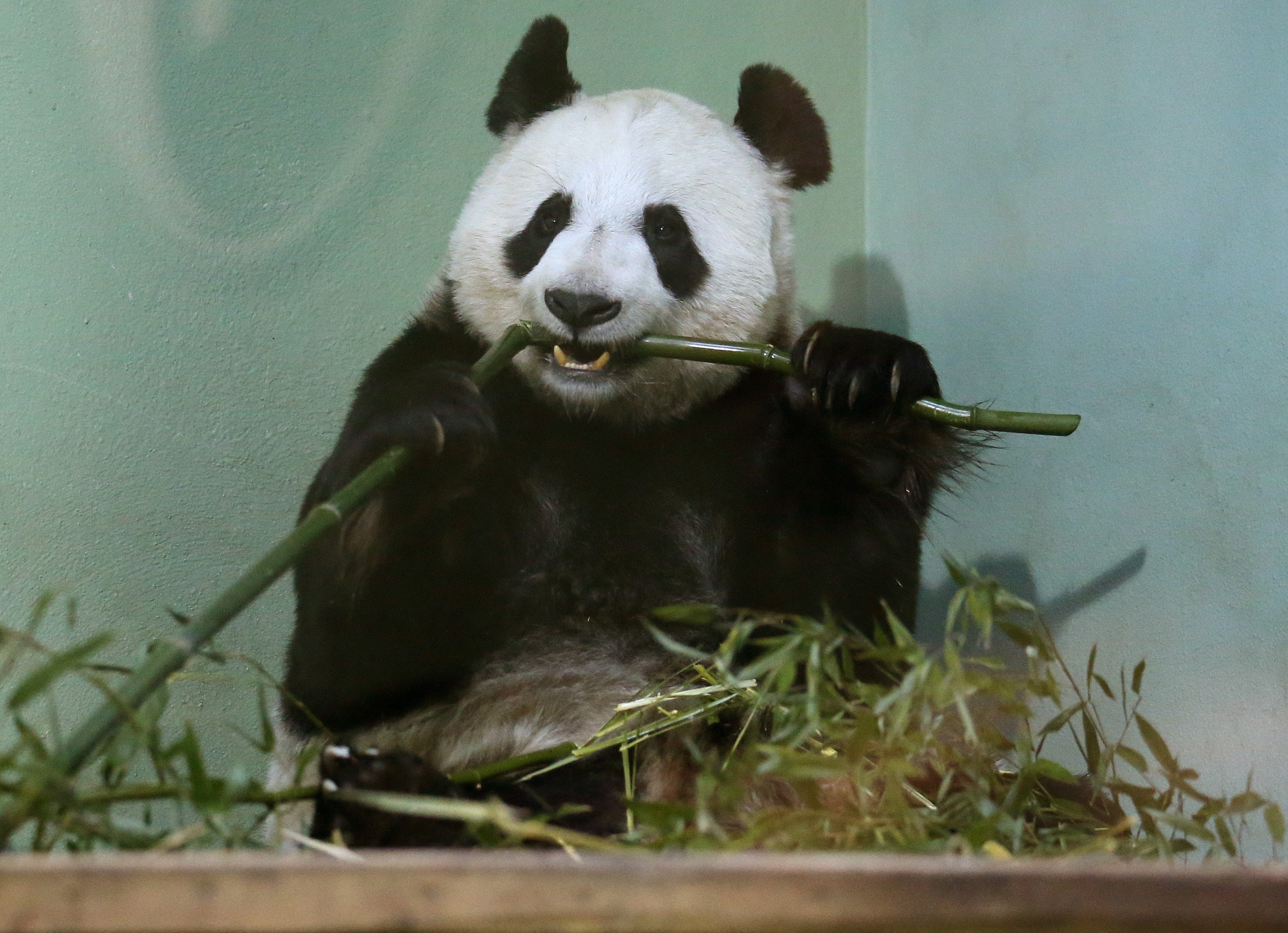 Giant pandas stay chubby on bamboo diet thanks to gut bacteria – study (Andrew Milligan/PA)