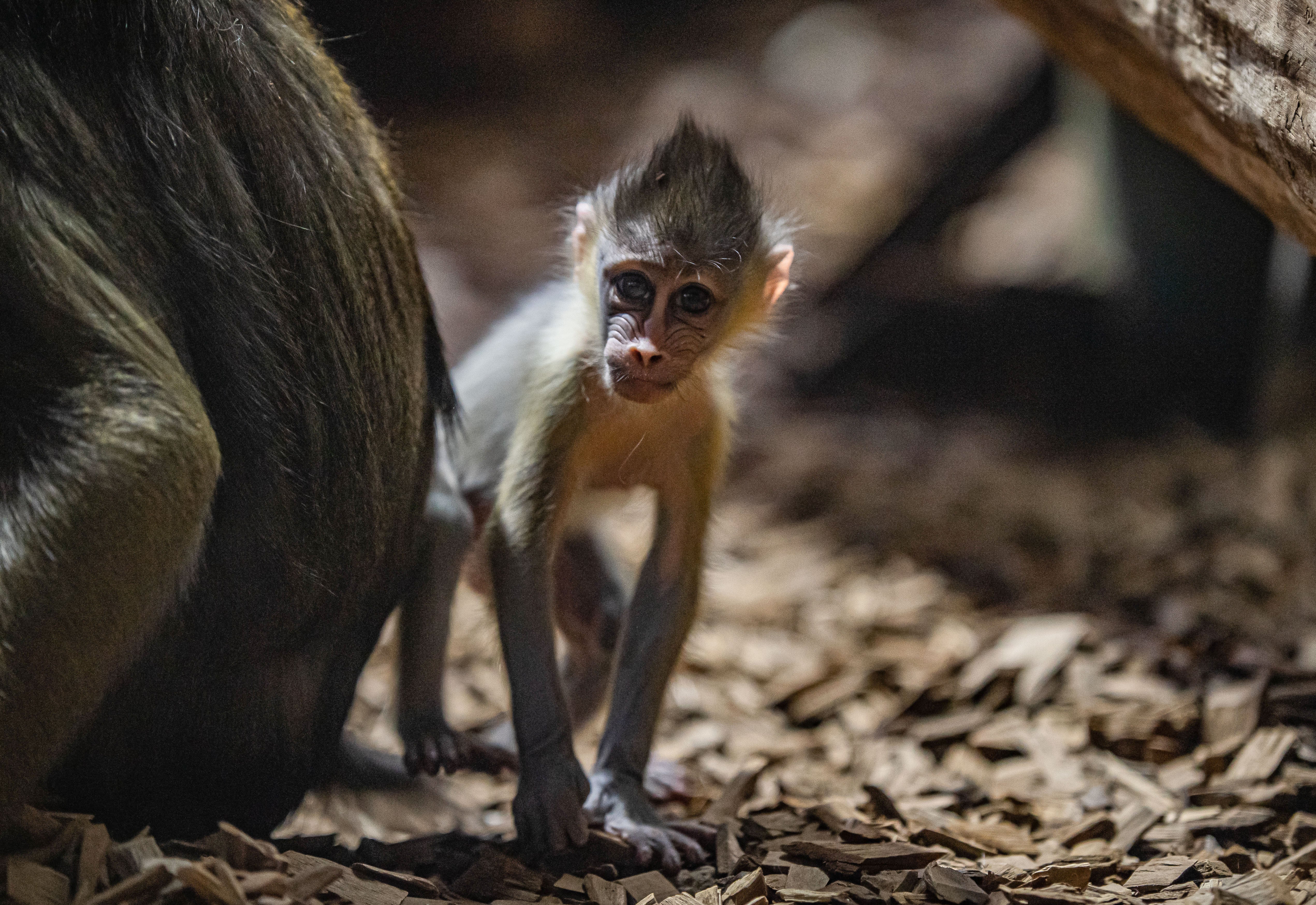 A baby mandrill at Chester Zoo (Chester Zoo)