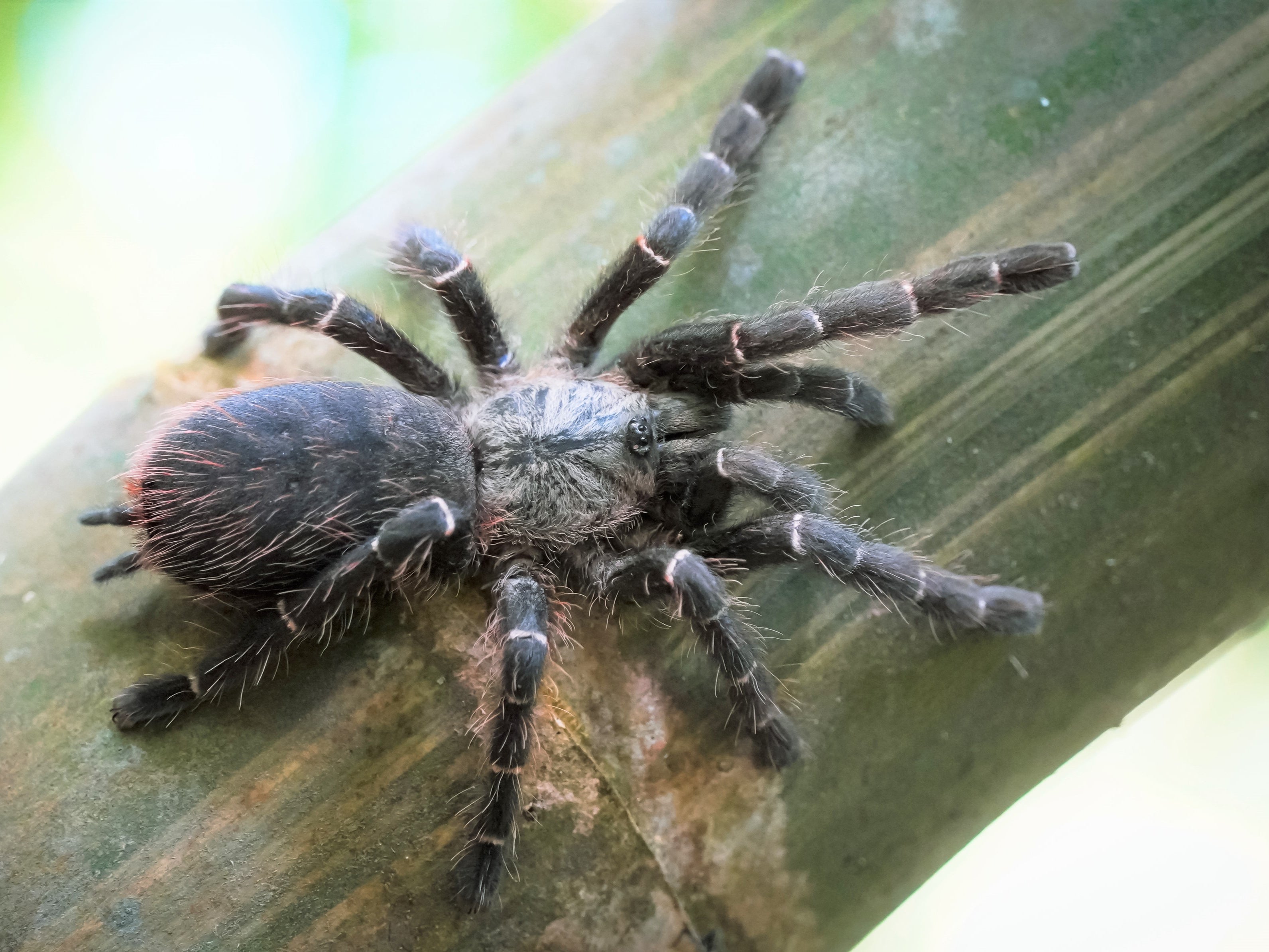 The species has been named Taksinus in honor of the Thai king Taksin the Great