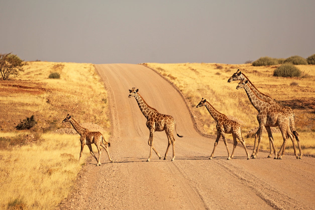 Etosha is stacked with wildlife