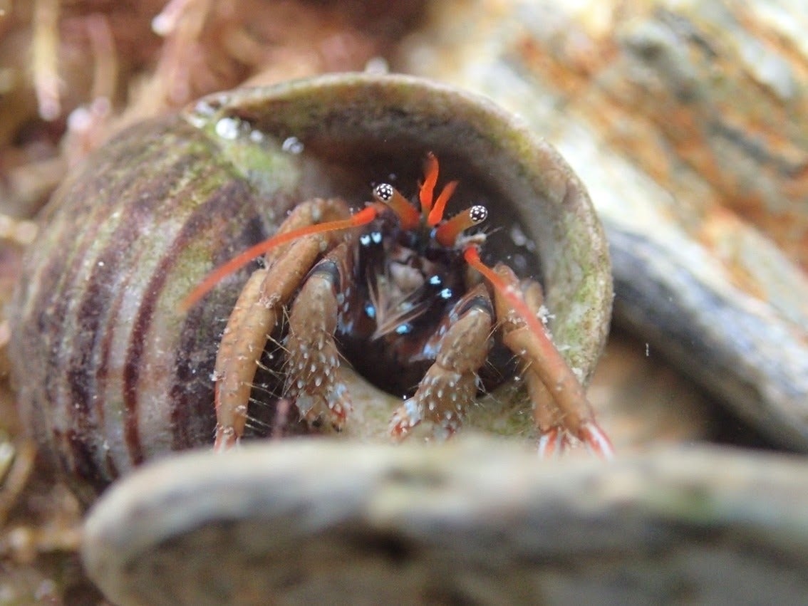 Researchers found few rockpool species from warmer climates could survive crossing the Channel (Christophe Patterson/PA)