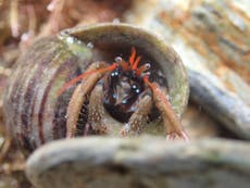 Rockpool species will struggle to migrate to UK waters as sea temperatures rise