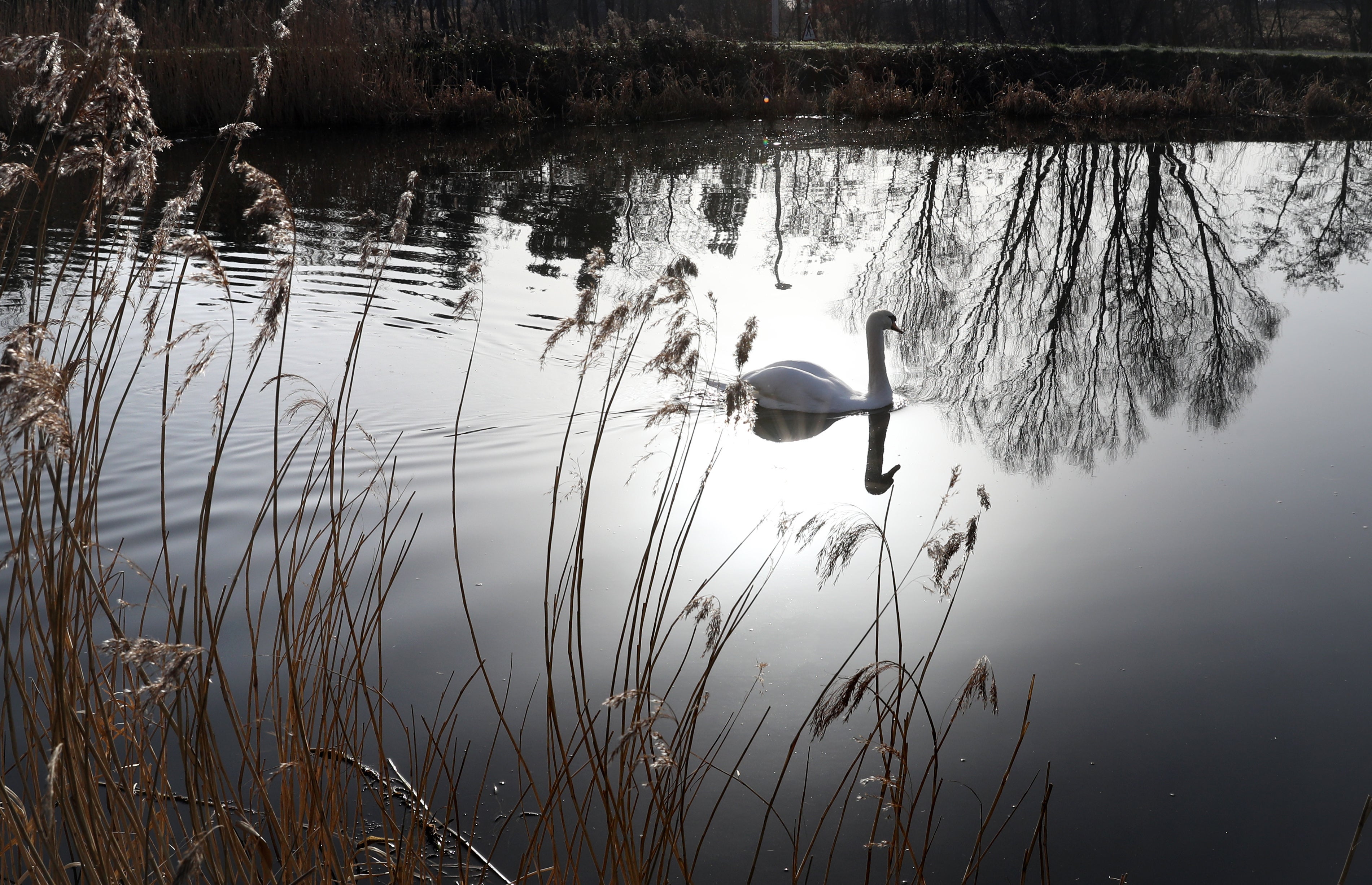 Researchers examined the health records of people living near the Forth and Clyde Canal in Glasgow (PA)