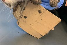 Glue traps used to catch rodents to be banned in Scotland