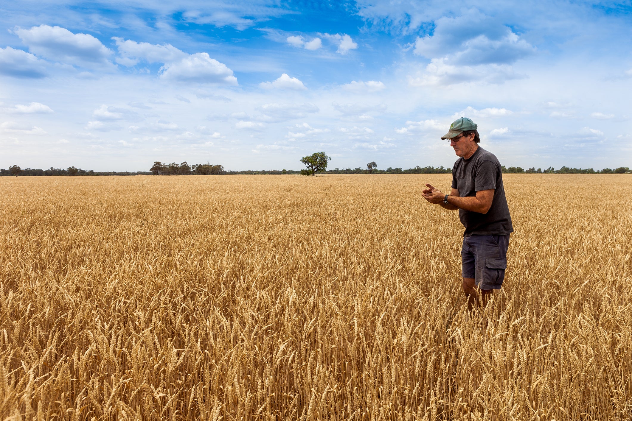 There are 200,000 varieties of wheat