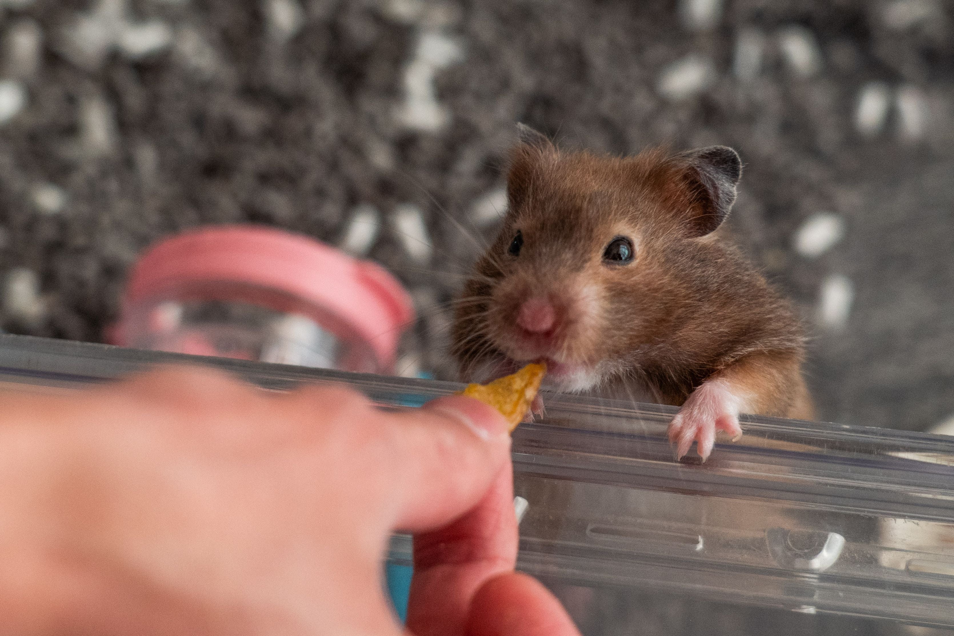 Earlier this week, Hong Kong announced a drive to cull nearly 2,000 hamsters after 11 tested positive for Covid at a pet shop