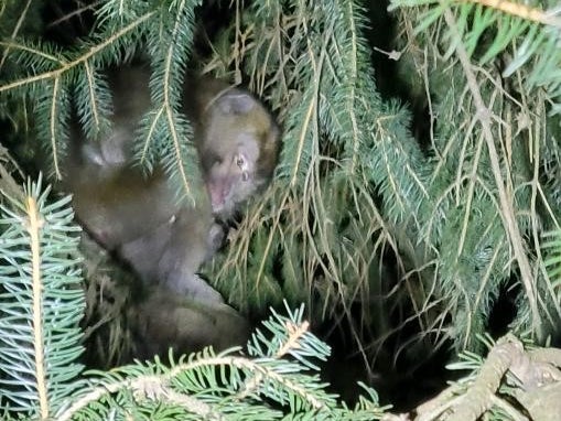 Some of the monkeys who escaped after a highway crash in rural Pennsylvania in January