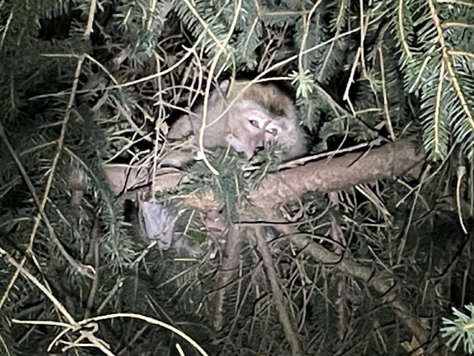 Police searching for monkeys who escaped after highway crash 