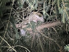 Police searching for monkeys who escaped after highway crash 