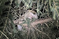 Police searching for monkeys who escaped after highway crash