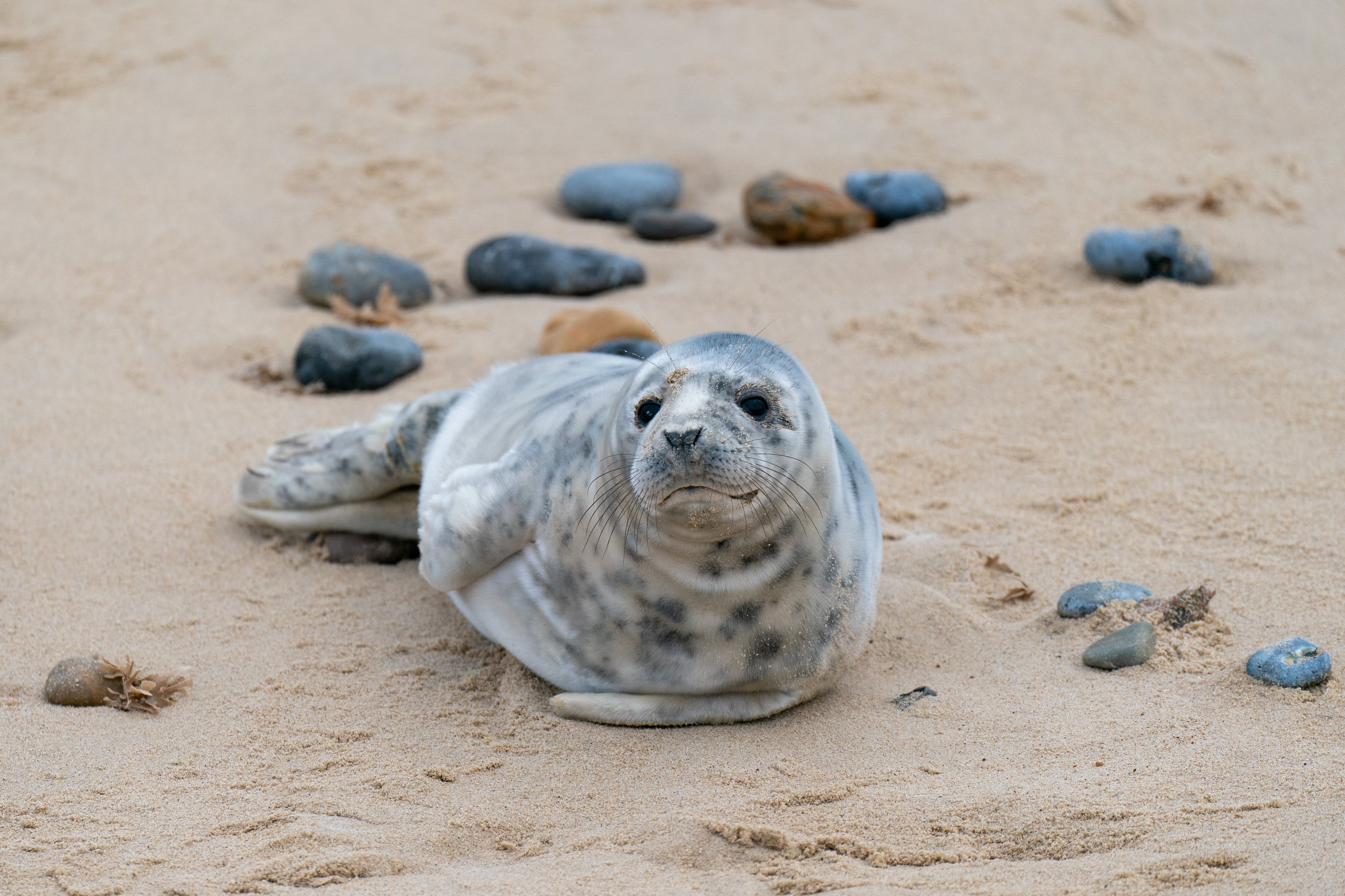 A grey seal pup on the beach at Horsey Gap in Norfolk (Joe Giddens/PA)