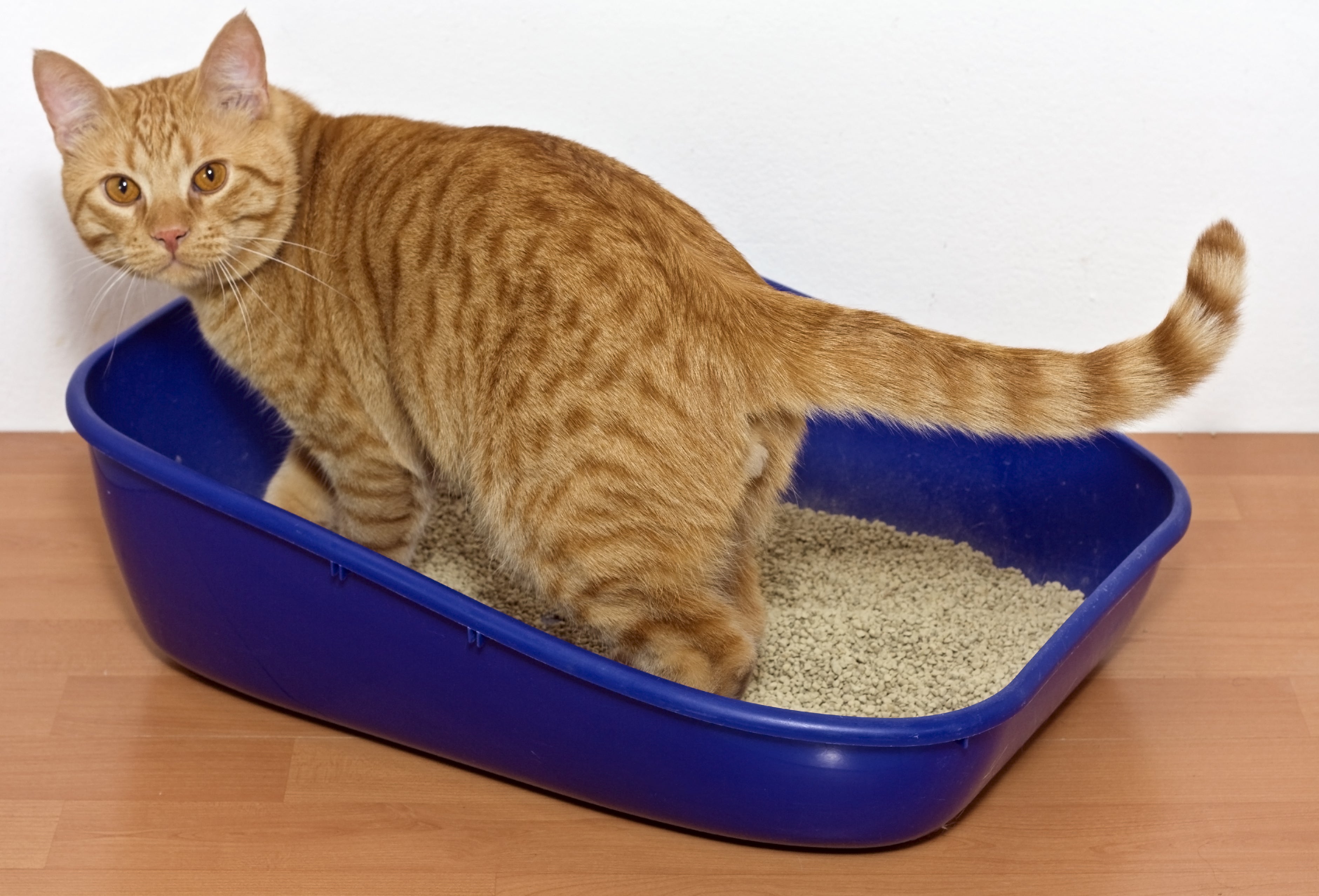 Representational: A Michigan school district was forced to offer a clarification after a parent’s claim of litter boxes being given to students went viral