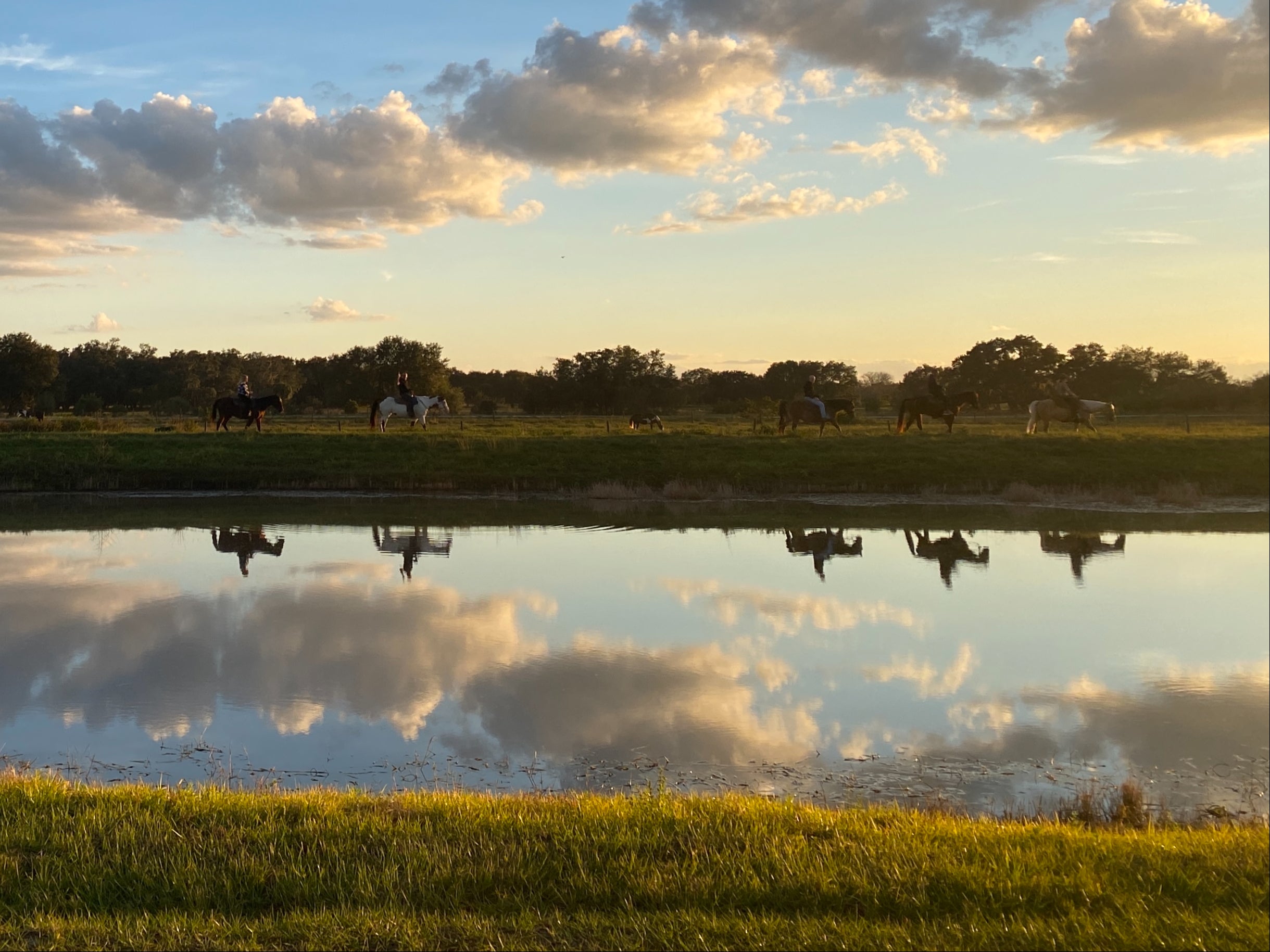 <p>Tranquil skies: horses at Westgate River Ranch</p>