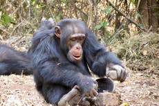 Tool use may be socially learned in wild chimpanzees, research suggests