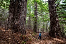 California redwood forest returned to native tribal group