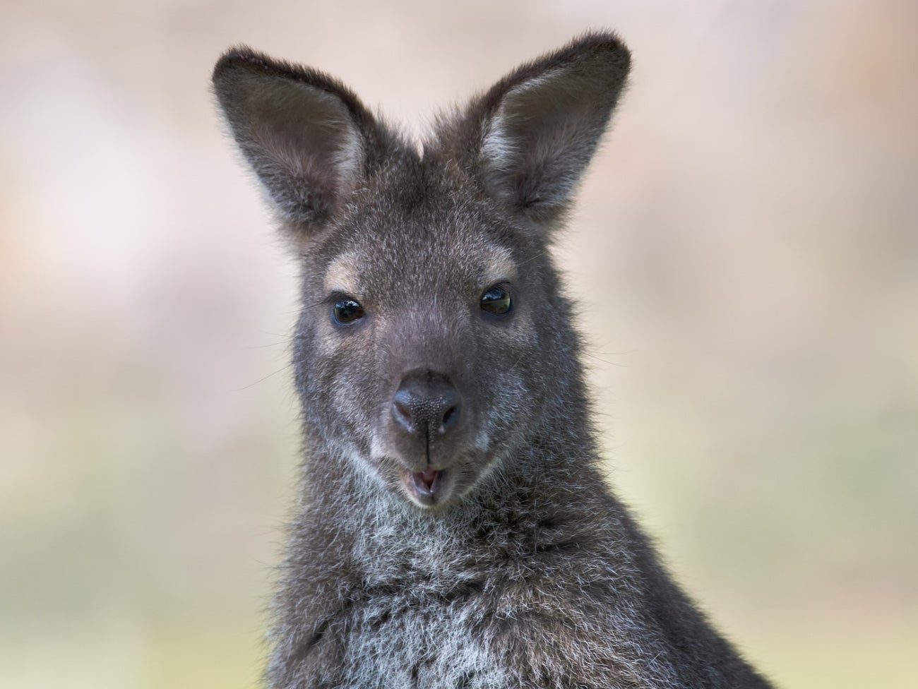 (Representative) An escaped wallaby in Lincolnshire has been captured after three weeks