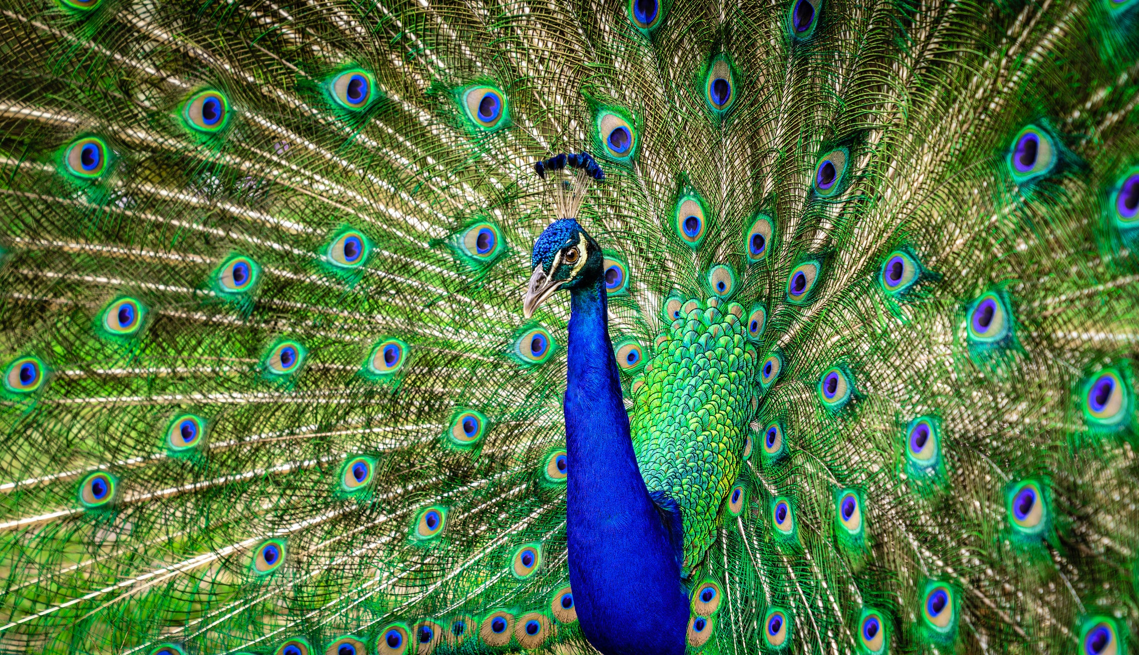 The peacock’s tail is a handicap in most aspects of its life – save for the attraction of a female