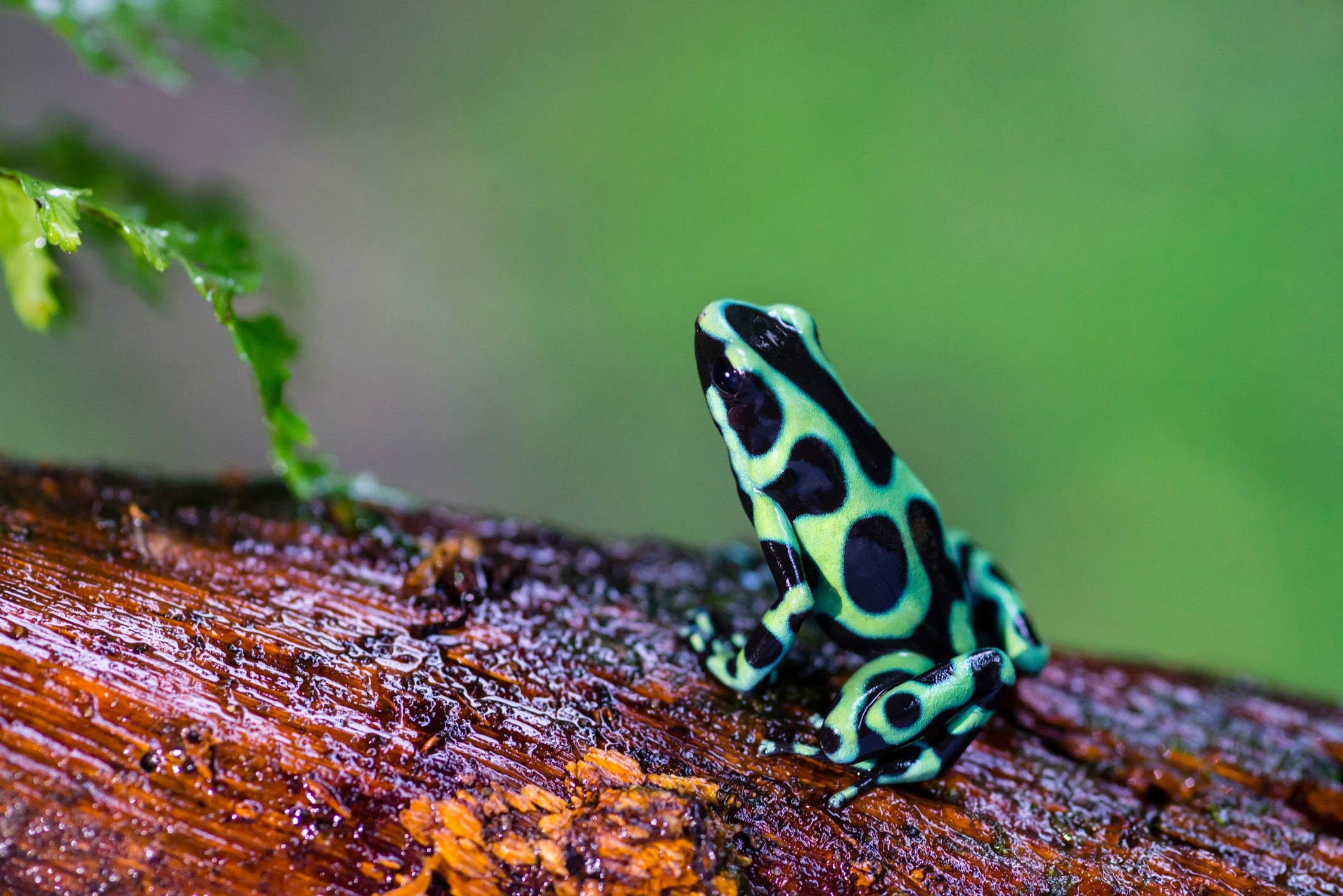 Dart frogs attract multiple females who compete to lay eggs for them to fertilise