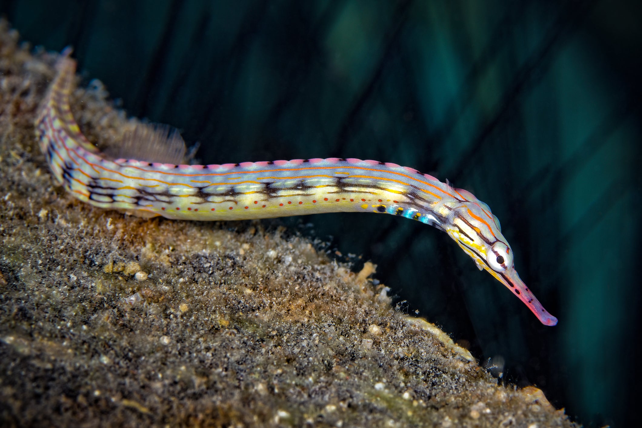 Female pipefish compete with each other to secure the attention of males