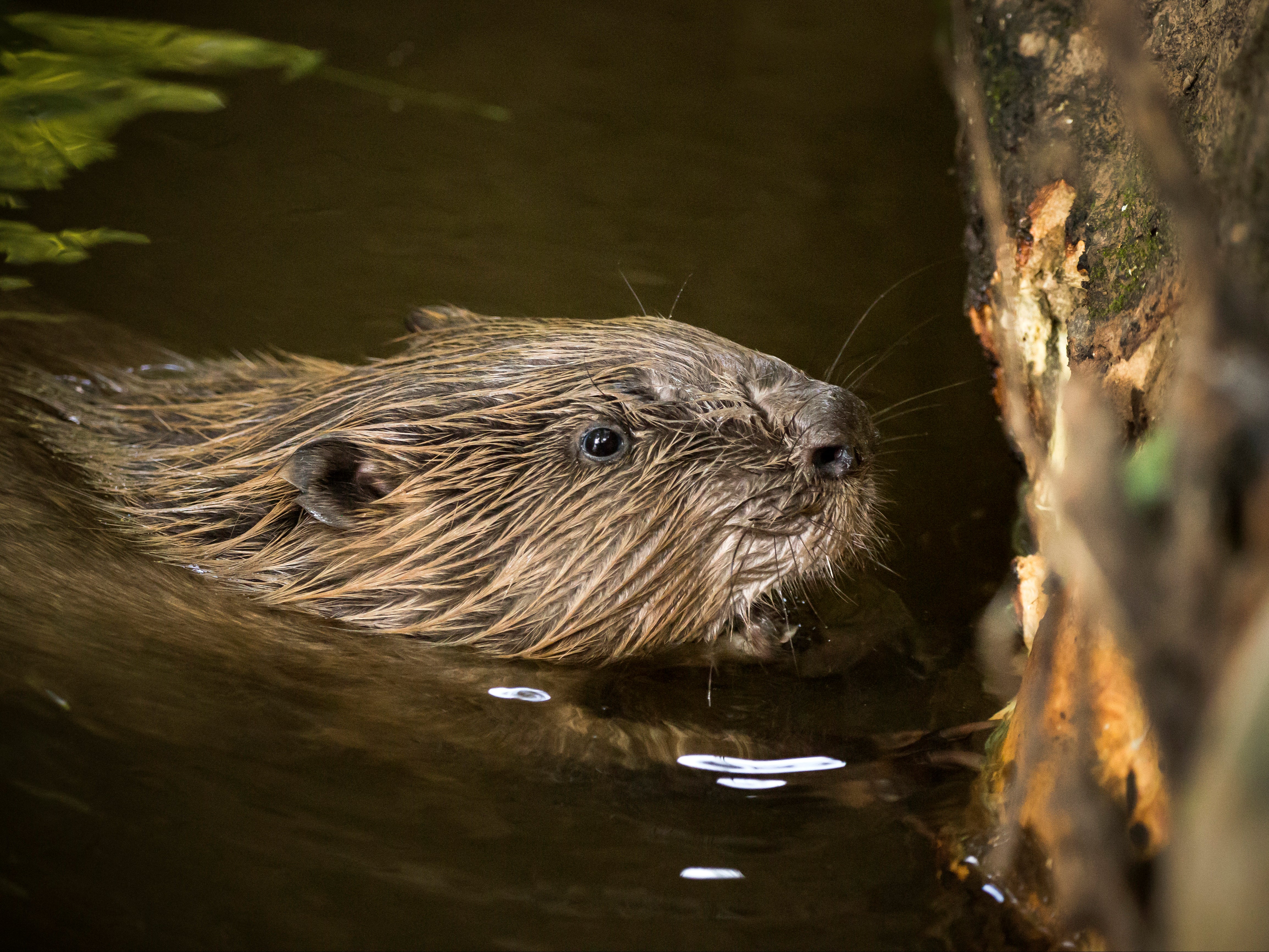 Beavers are native to Britain but were hunted to extinction