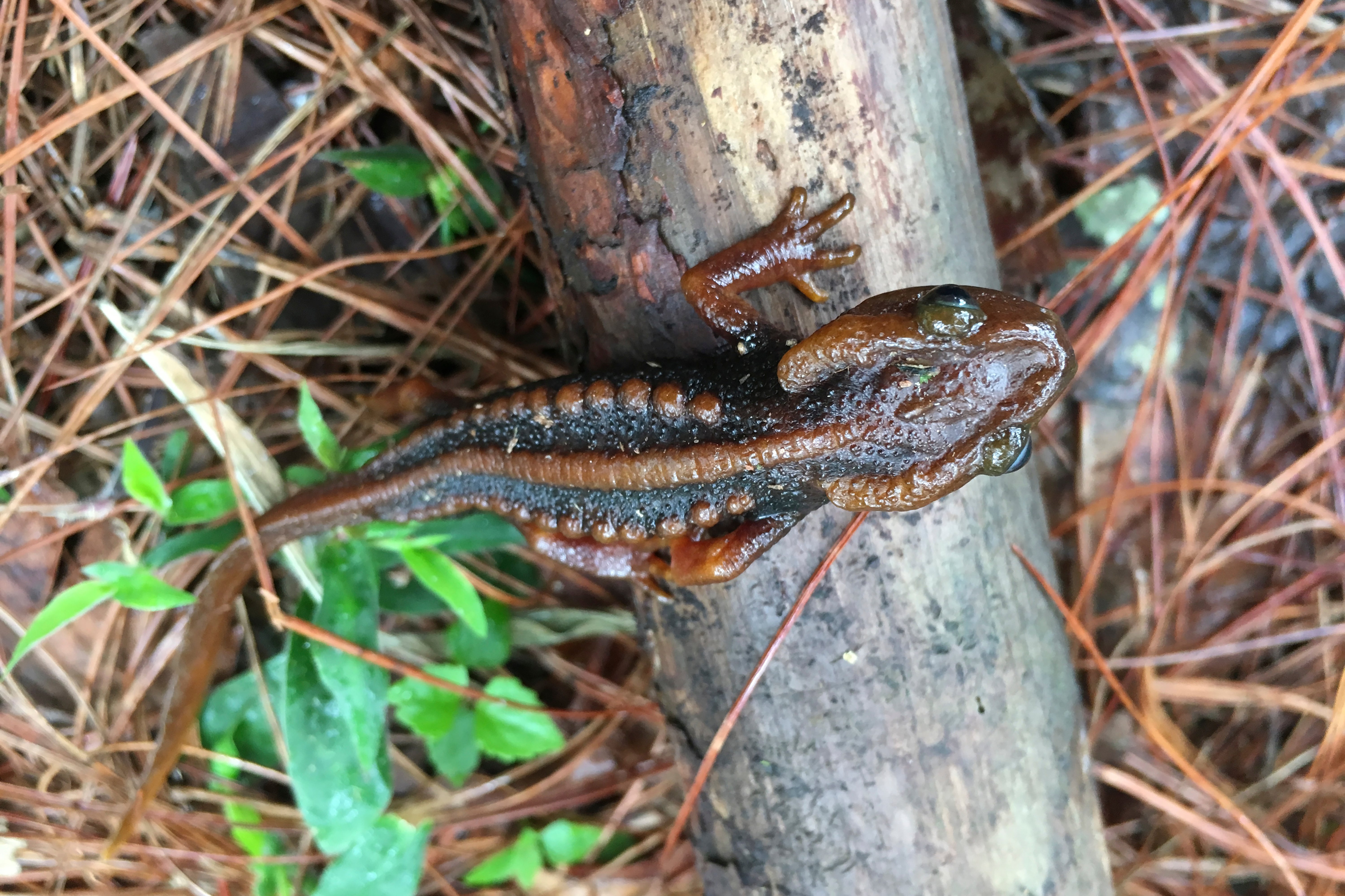 Asia Mekong New Species