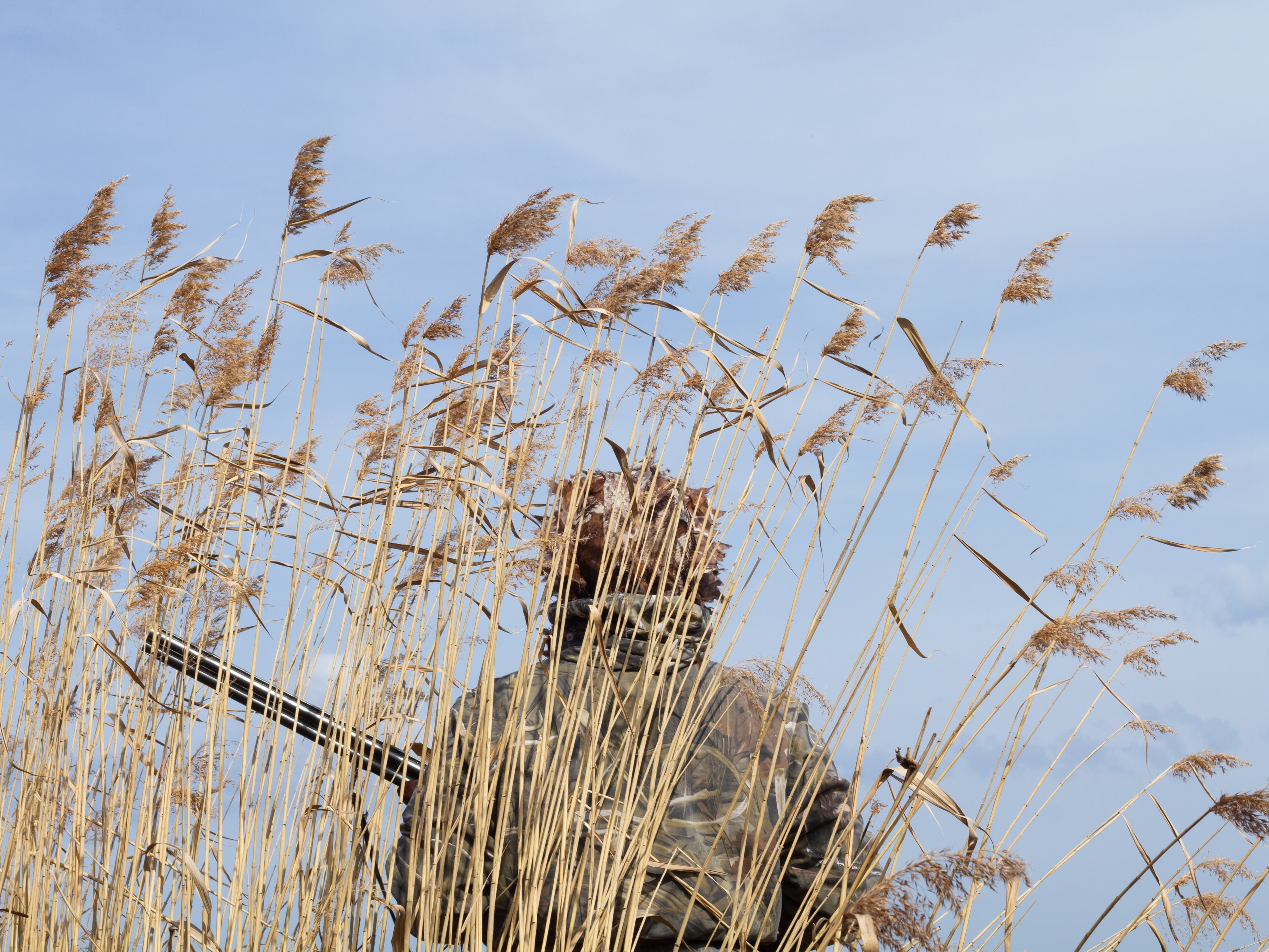 The RSPB calls on an emergency ban on shooting in a part of the UK amid bird flu outbreak