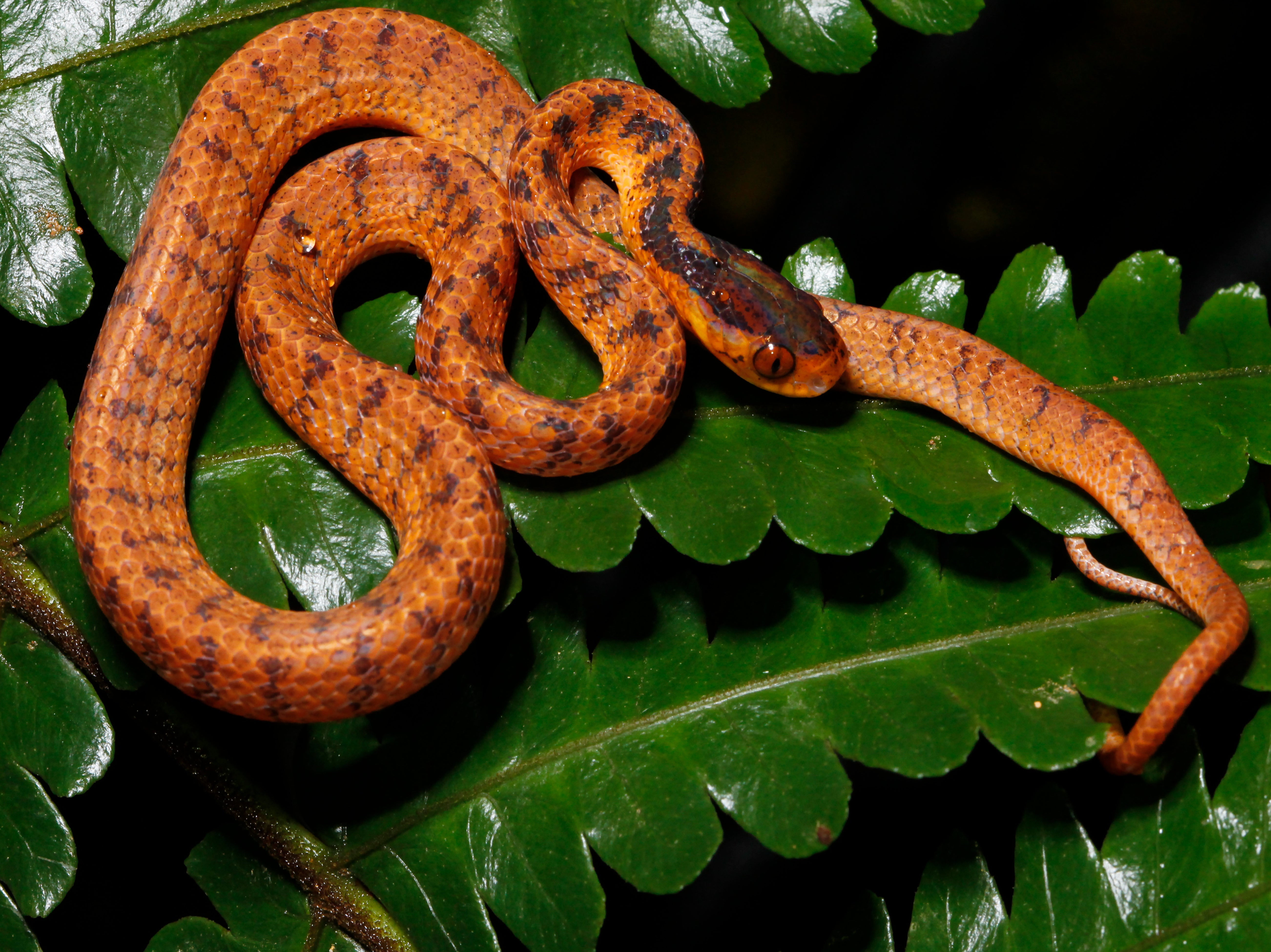 A twin slug snake rests on a leaf