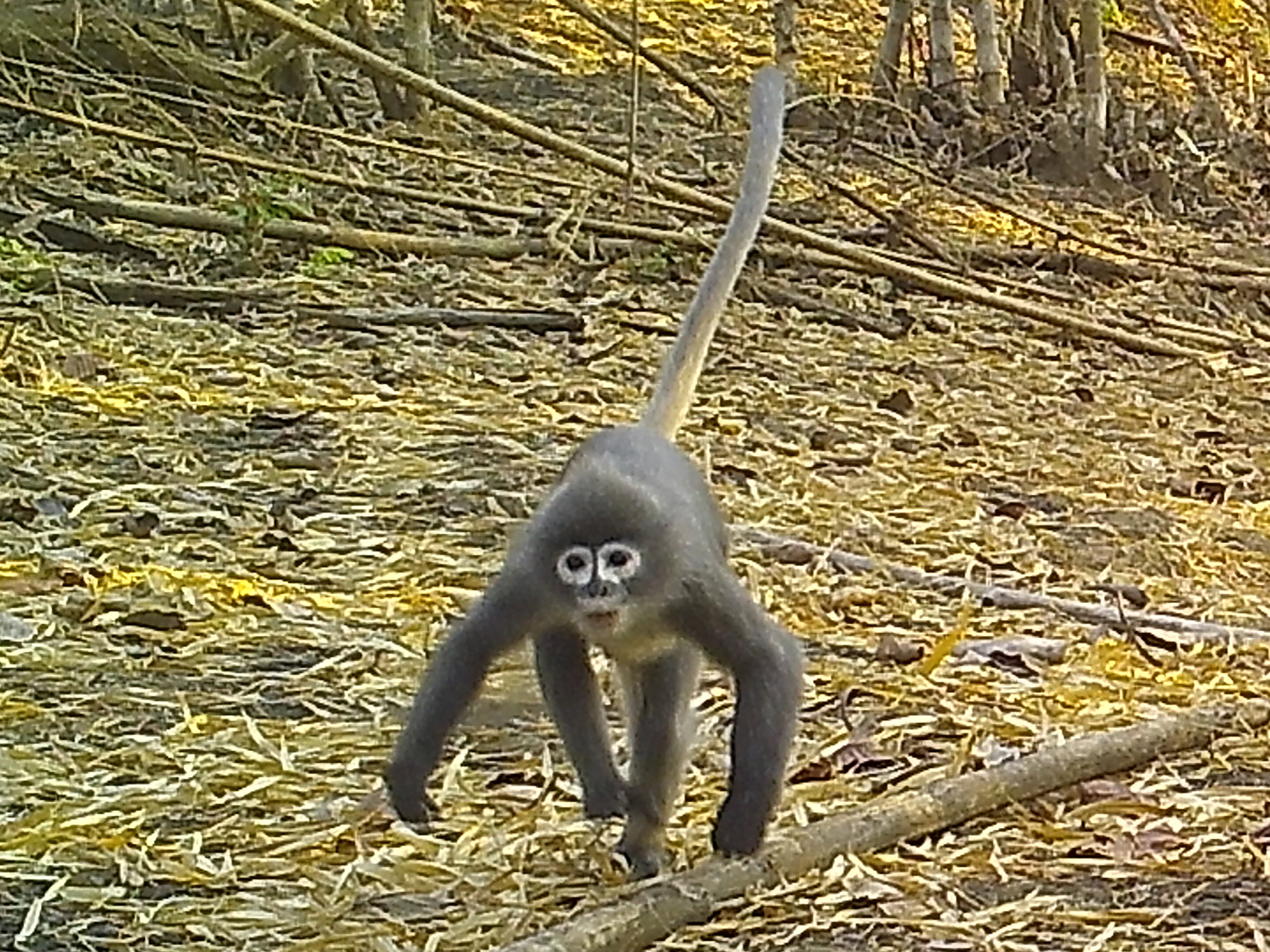 A Popa langur roams along the forest floor