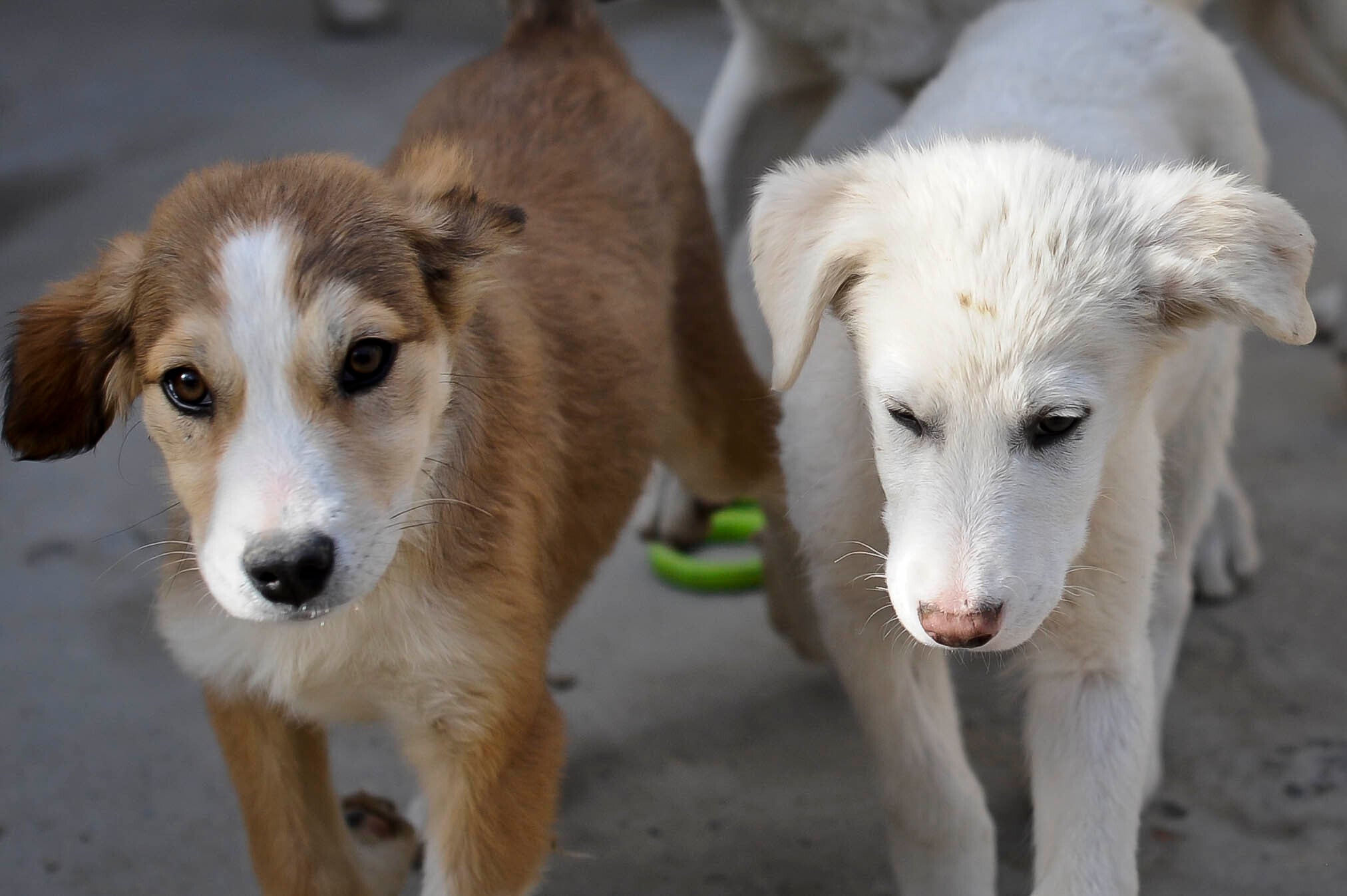 Seble (left) and Benson, (right), eight week old puppies who have who have been rescued and are looking to be re-homed at the Nowzad Dogs charity based in Kabul, Afghanistan (Ben Birchall/PA)