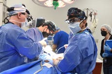 Cocaine helped first ever pig heart transplant