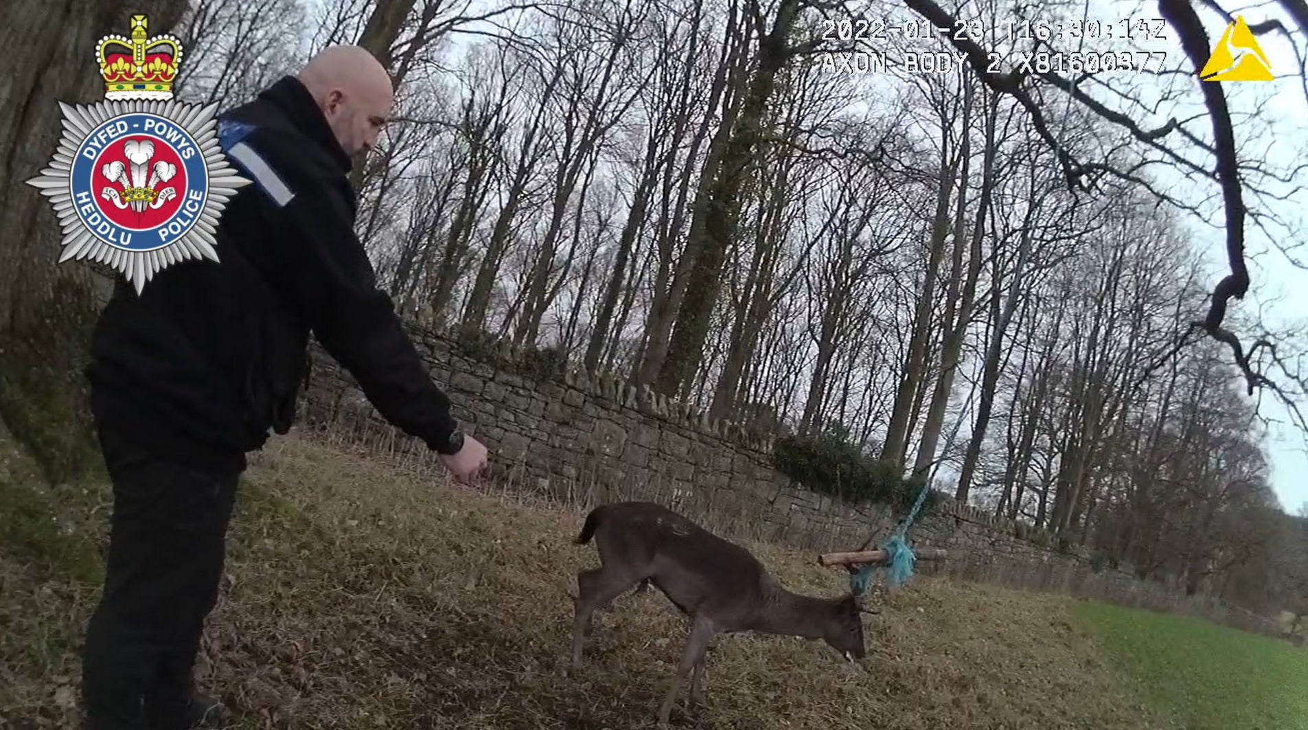 Two police officers in Wales attend to a deer which had become trapped in a rope swing (Dyfed-Powys Police)