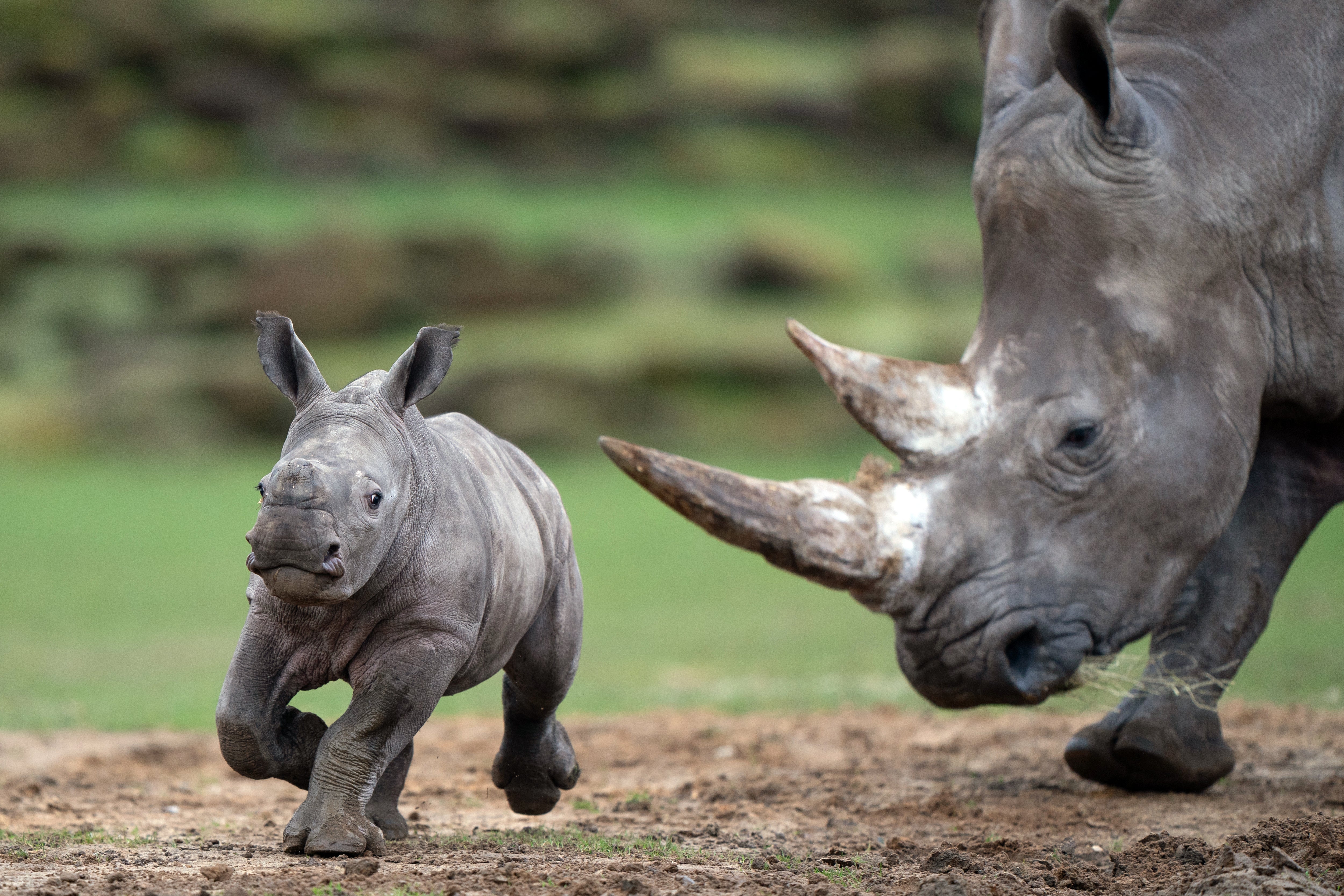 Zawadi explores her enclosure (Joe Giddens/PA)