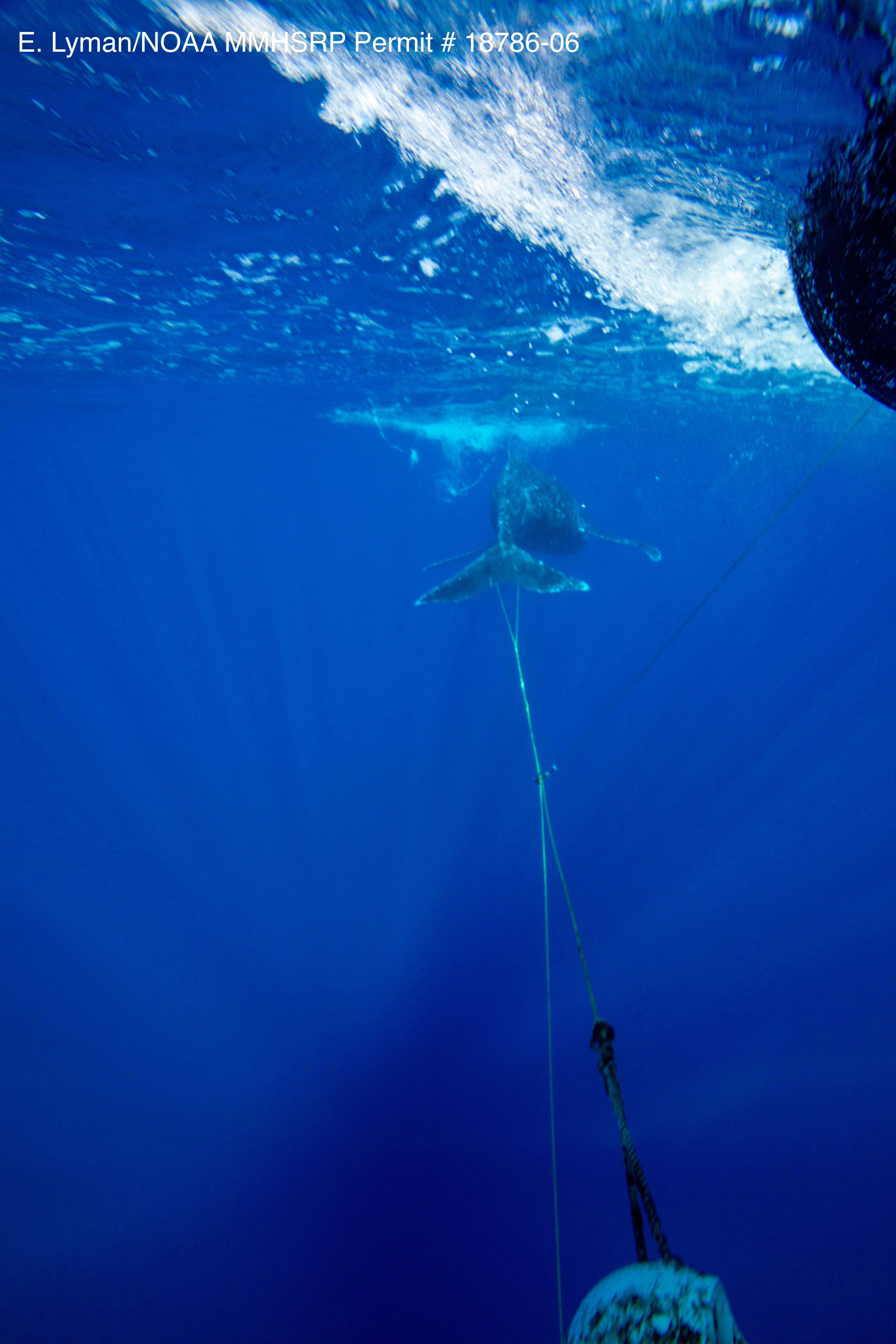 Hawaii Whale Entanglement