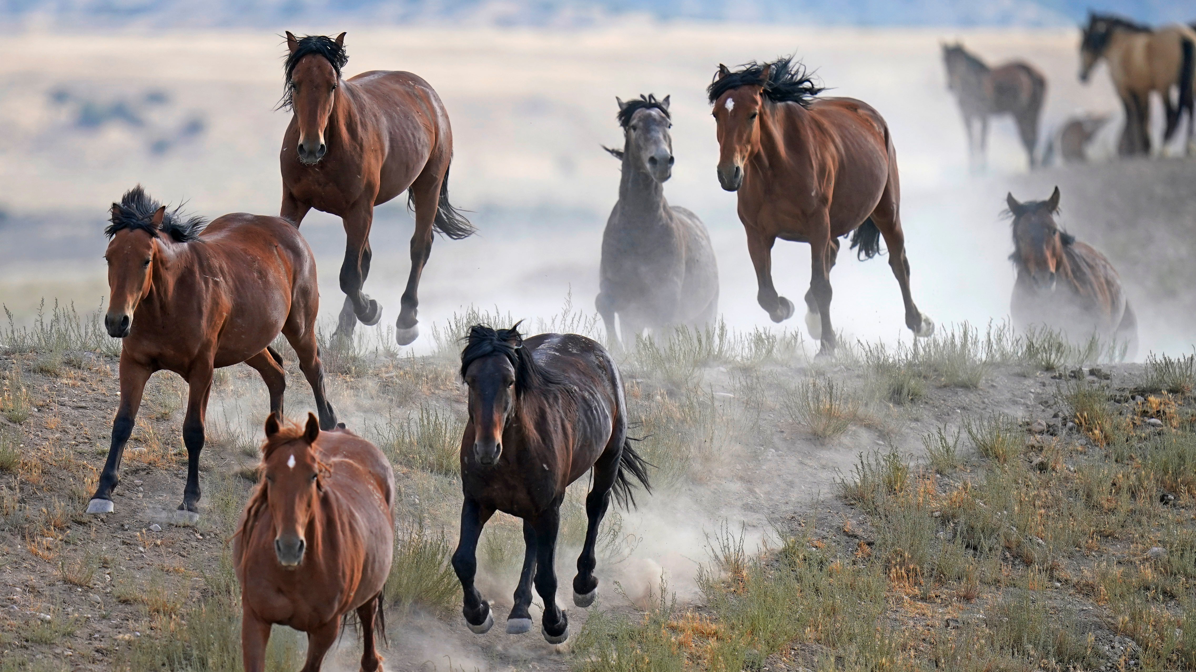 Mustang Roundups Legal Challenges