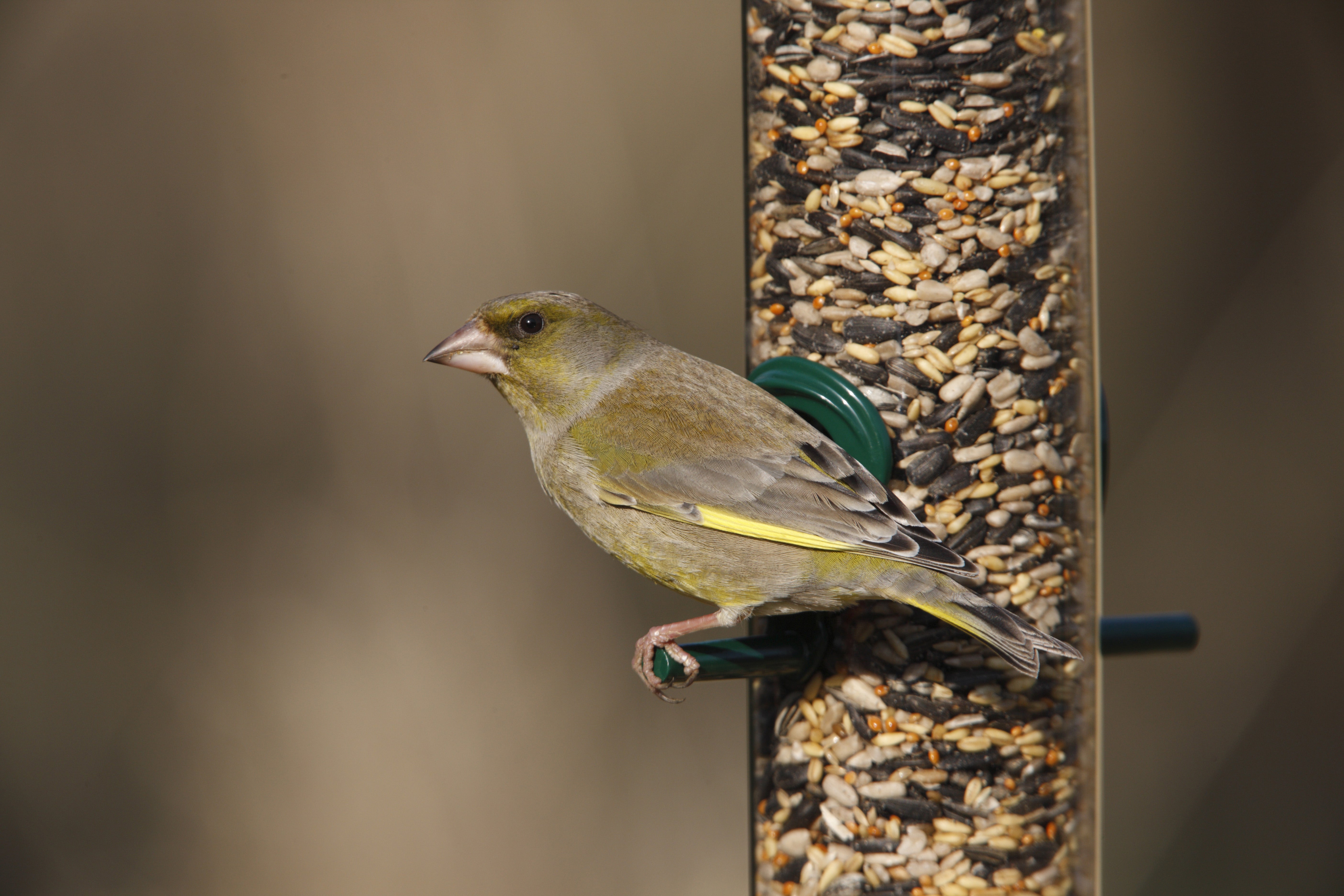 A Greenfinch (Nigel Blake/RSPB/PA)